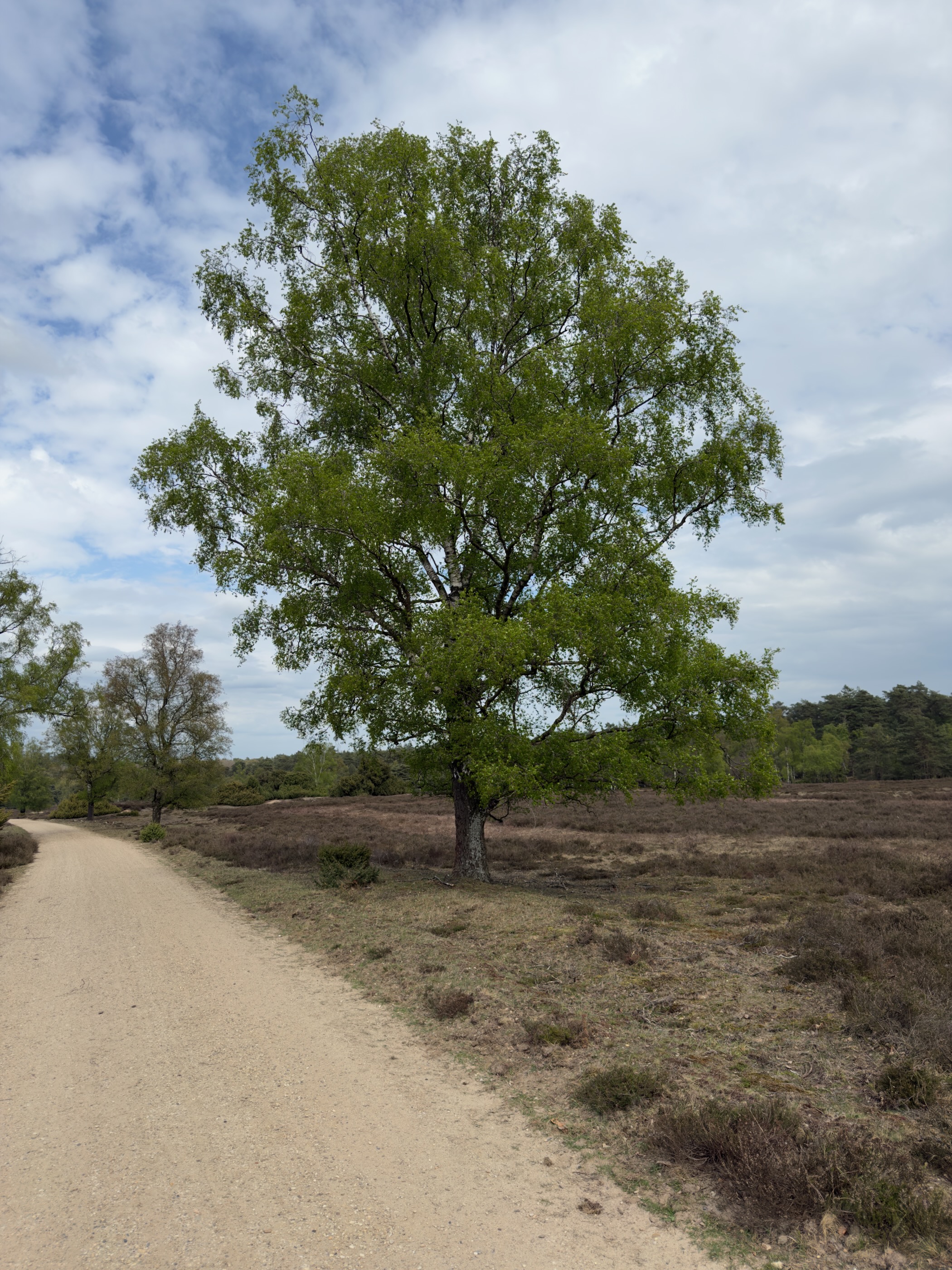 Lone leafy birch tree beside a sandy path crossing the Loenermark heathland