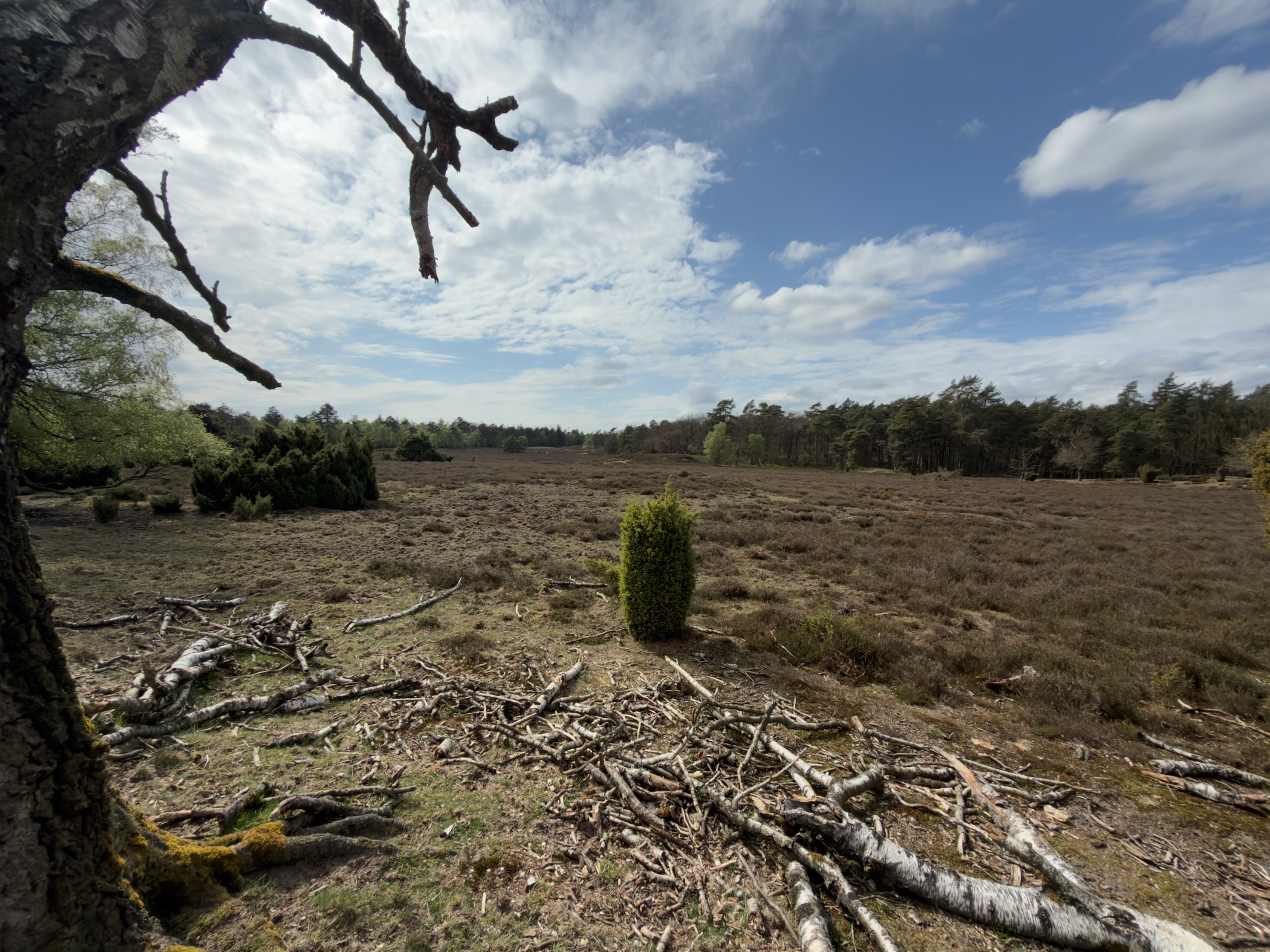 View across the Loenermark heathland from under a gnarled bare tree with fallen branches