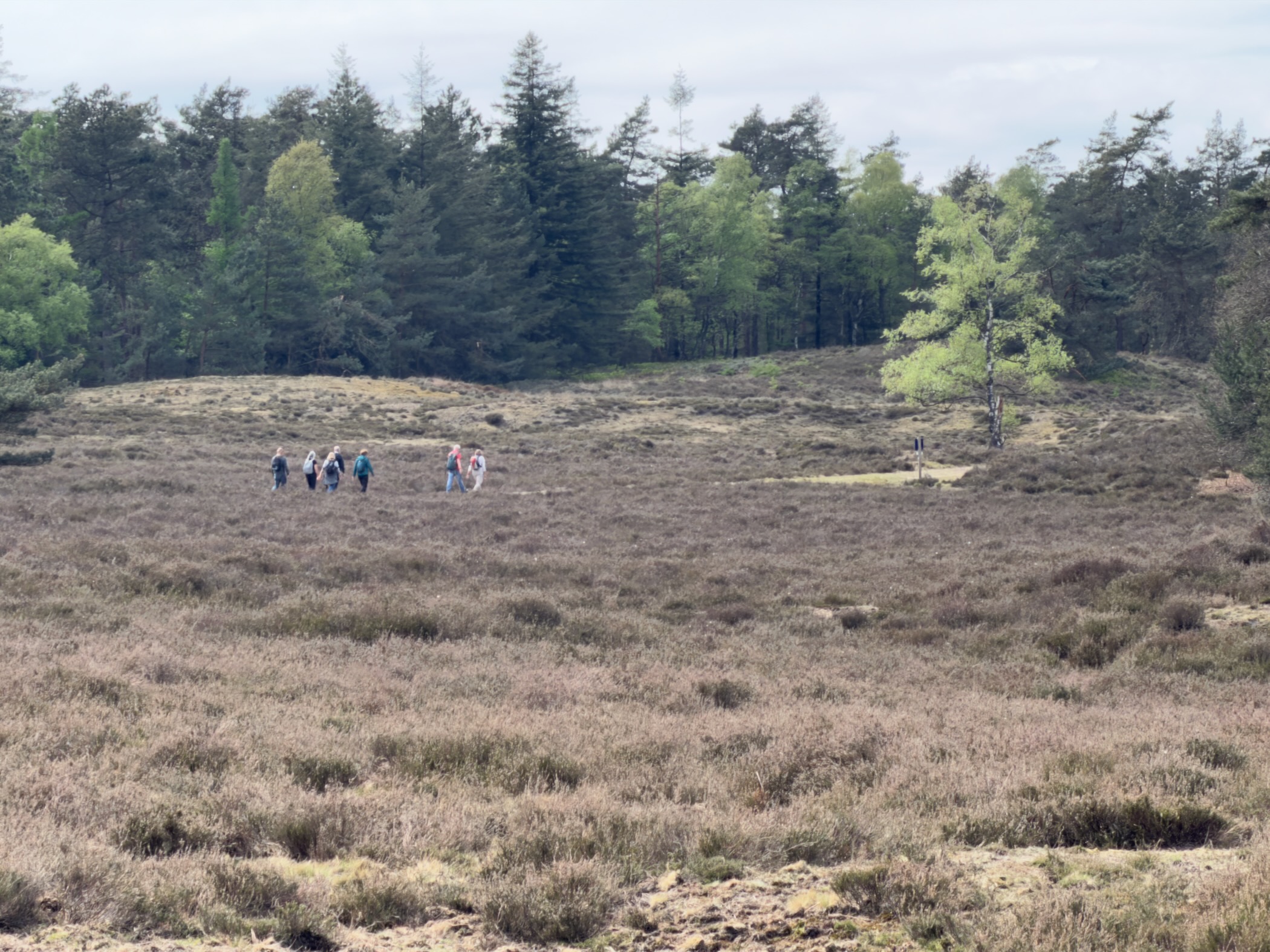 Small group of hikers crossing the heathland with a row of pines and birches behind