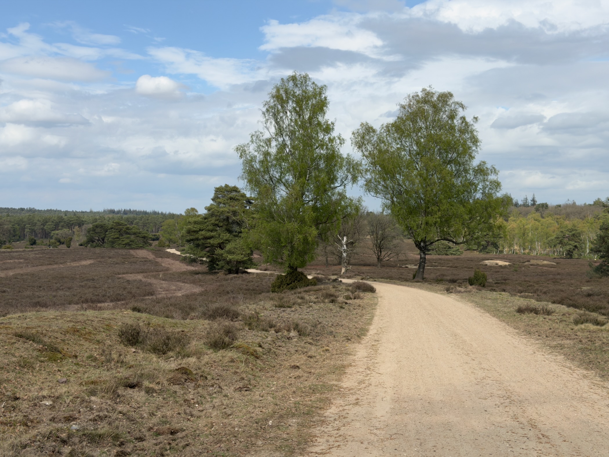 Sandy track across Loenermark heath between two birch trees and juniper shrubs