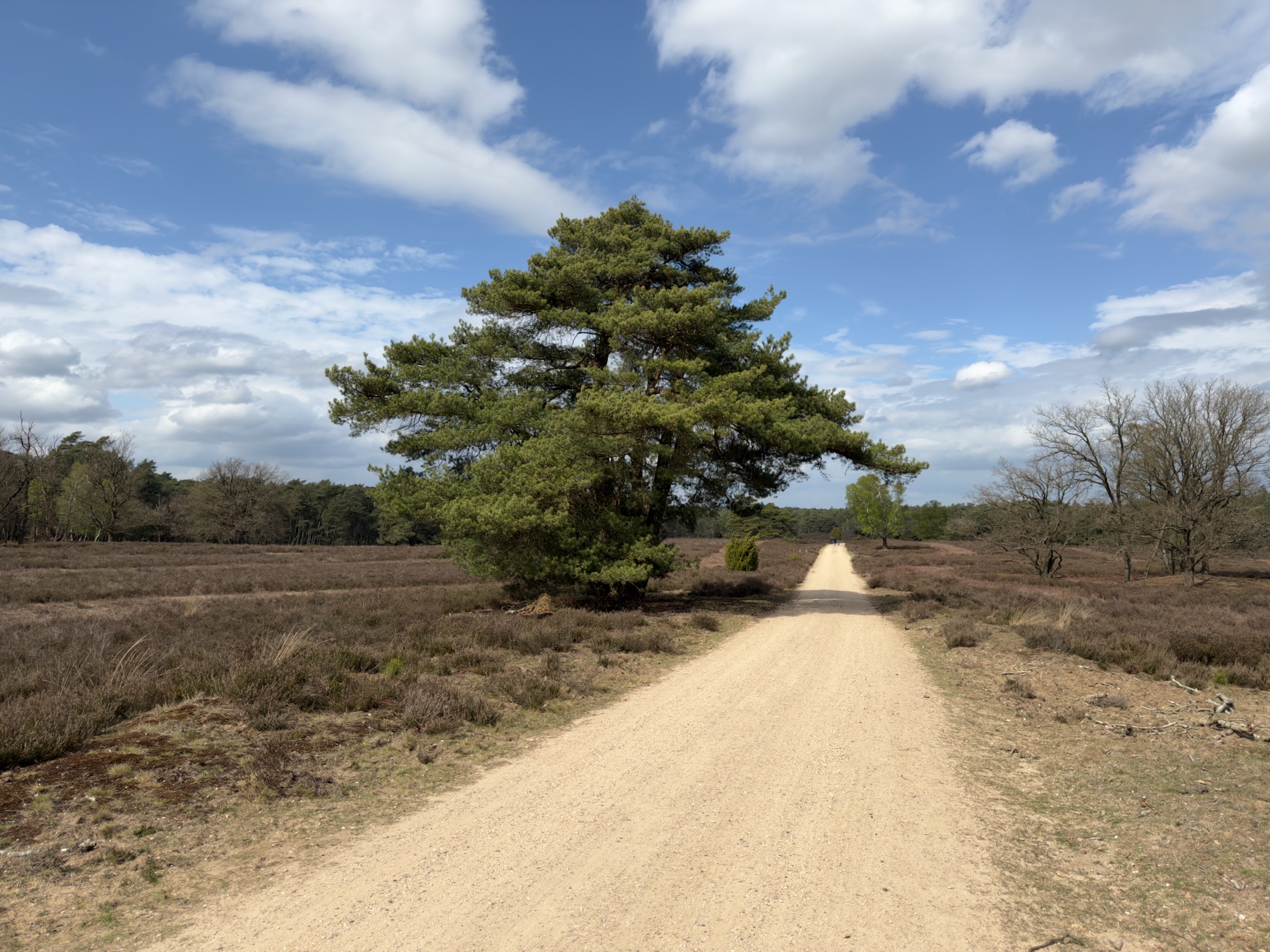 Broad solitary pine tree beside a sandy path across open heathland