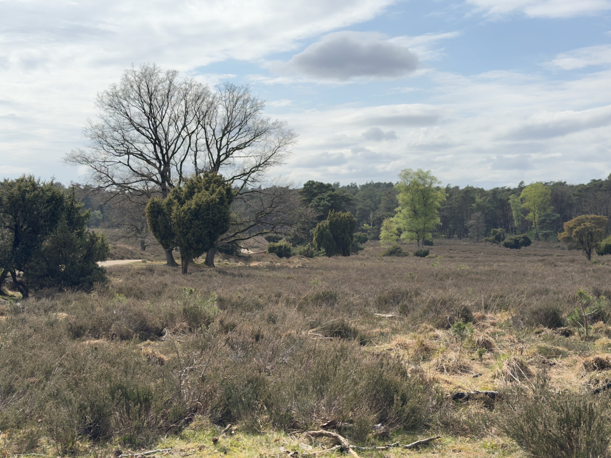 Loenermark heathland with juniper bushes and a bare tree in the foreground