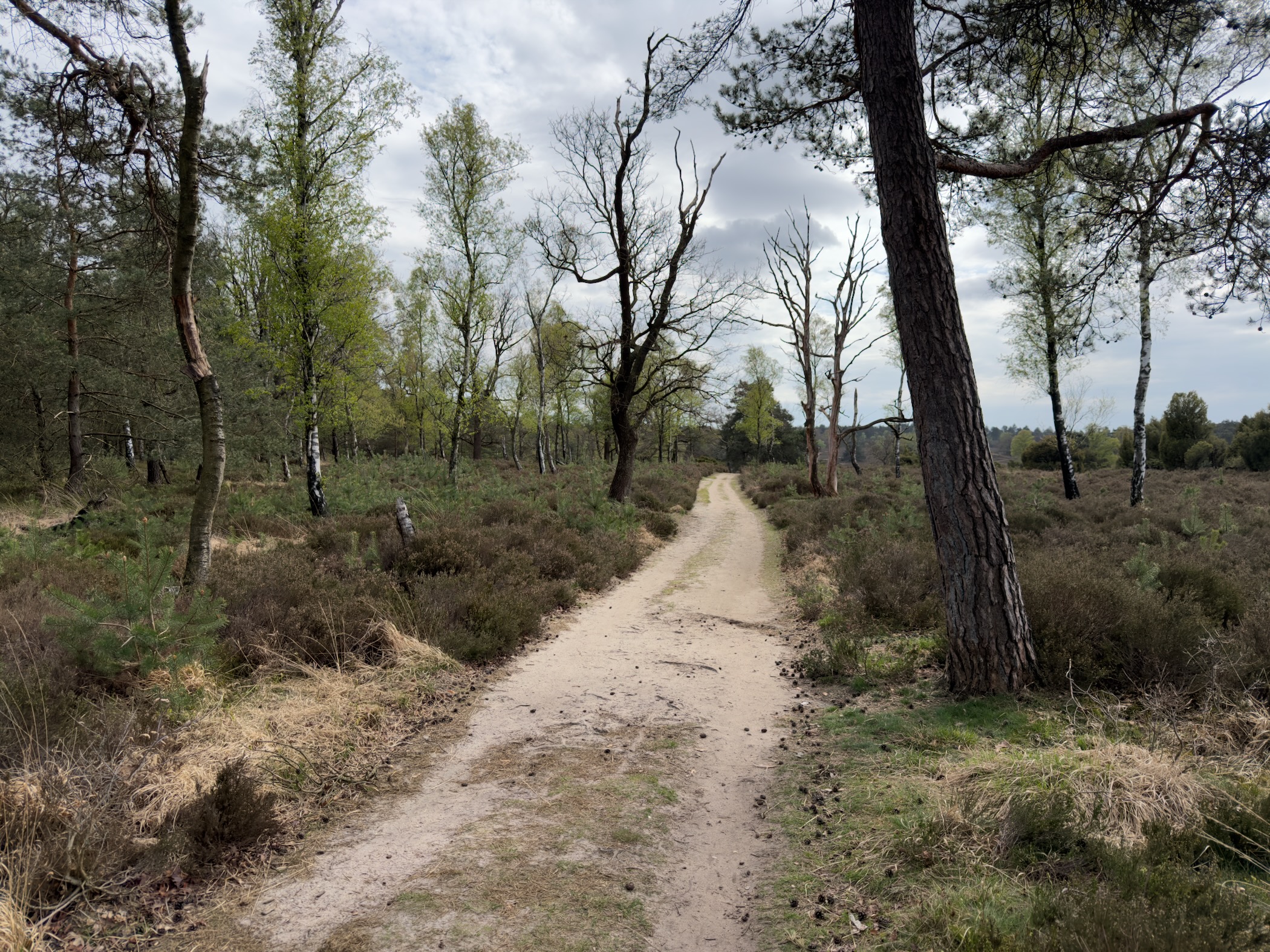 Sandy path through heathland lined with birch trees and sparse pines