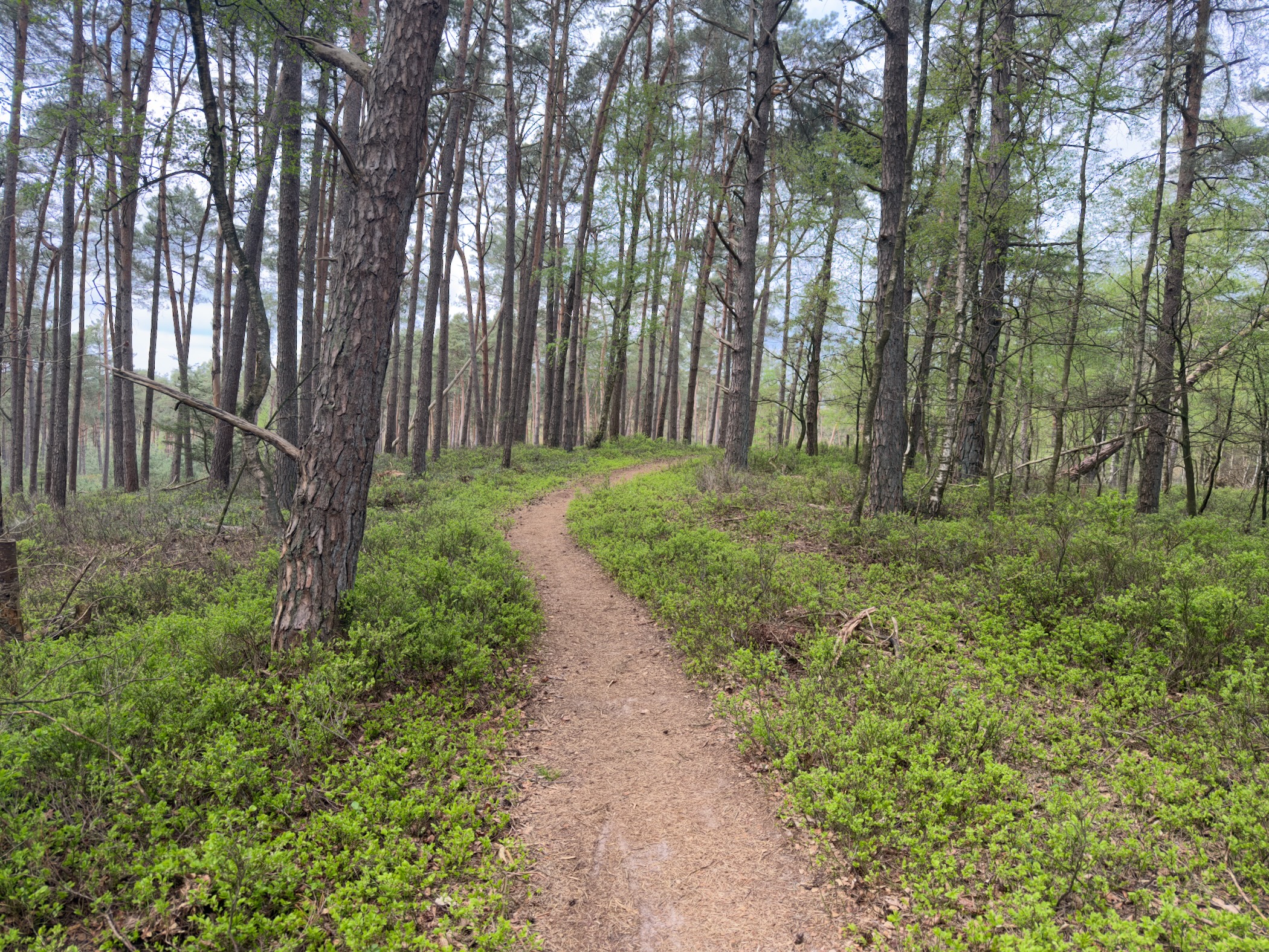 Narrow forest singletrack through a pine wood with bright green blueberry undergrowth