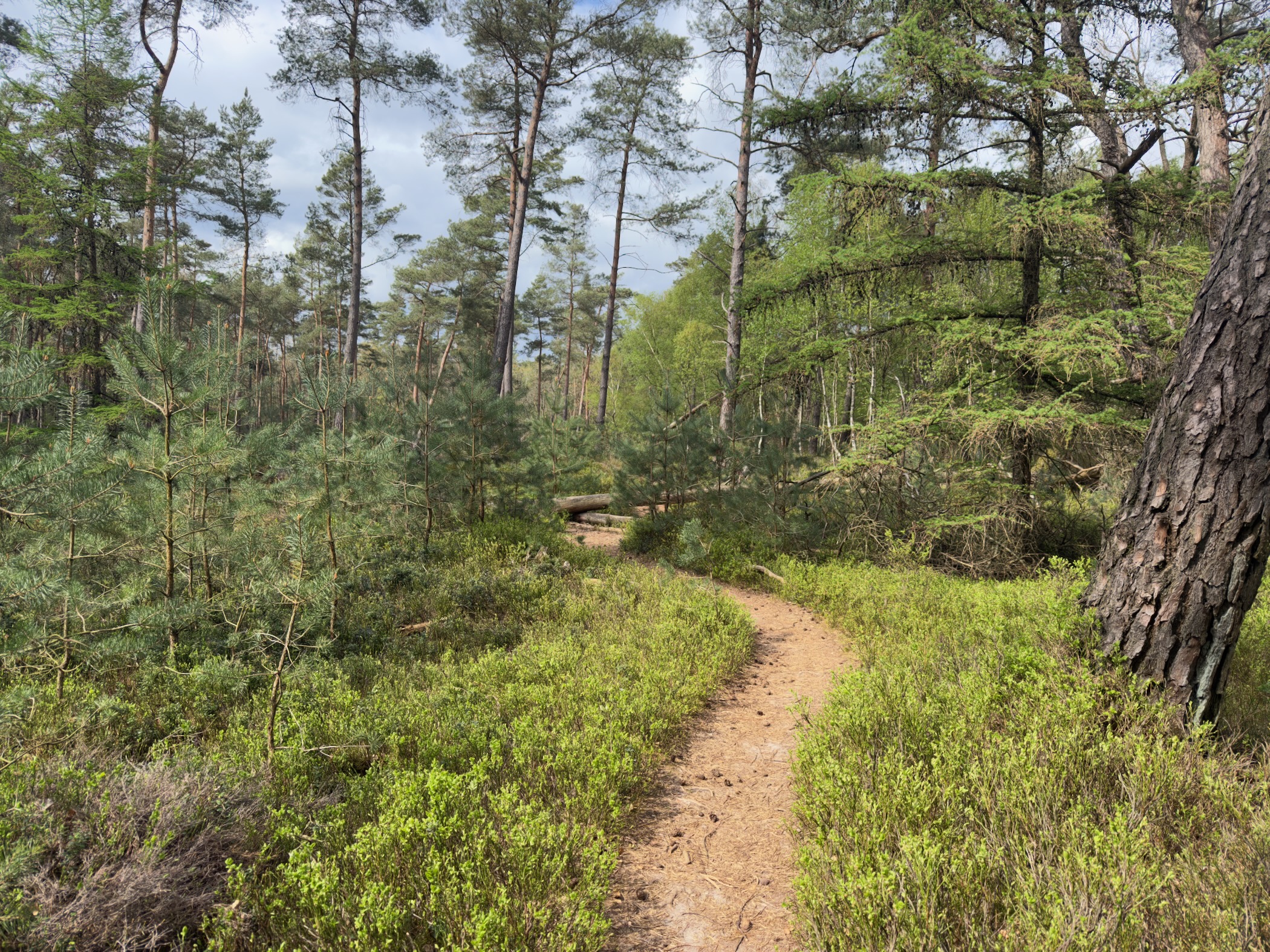 Winding sandy path through young pines with heather bordering the trail