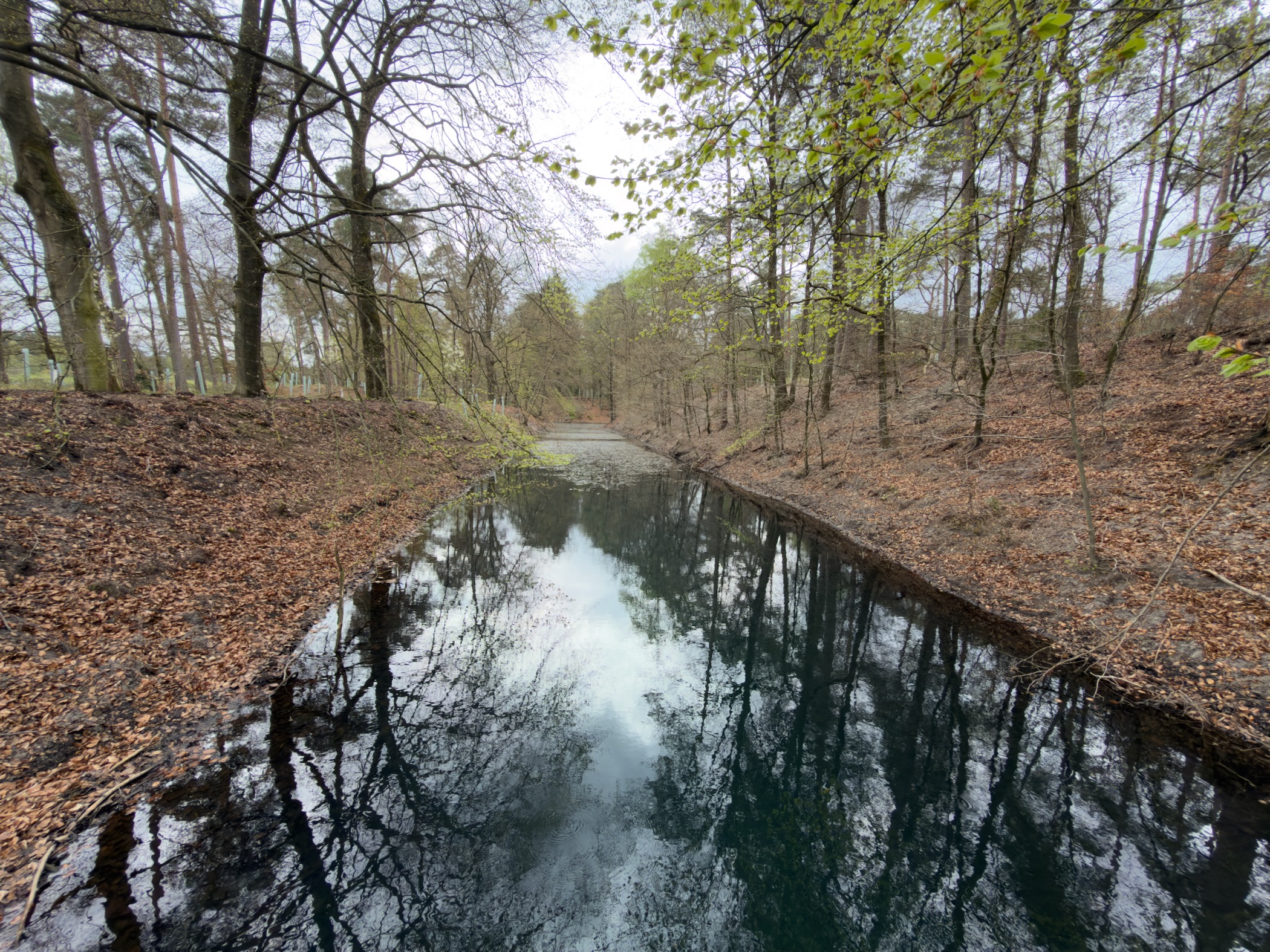 Rectangular forest pond reflecting the surrounding bare trees and sky