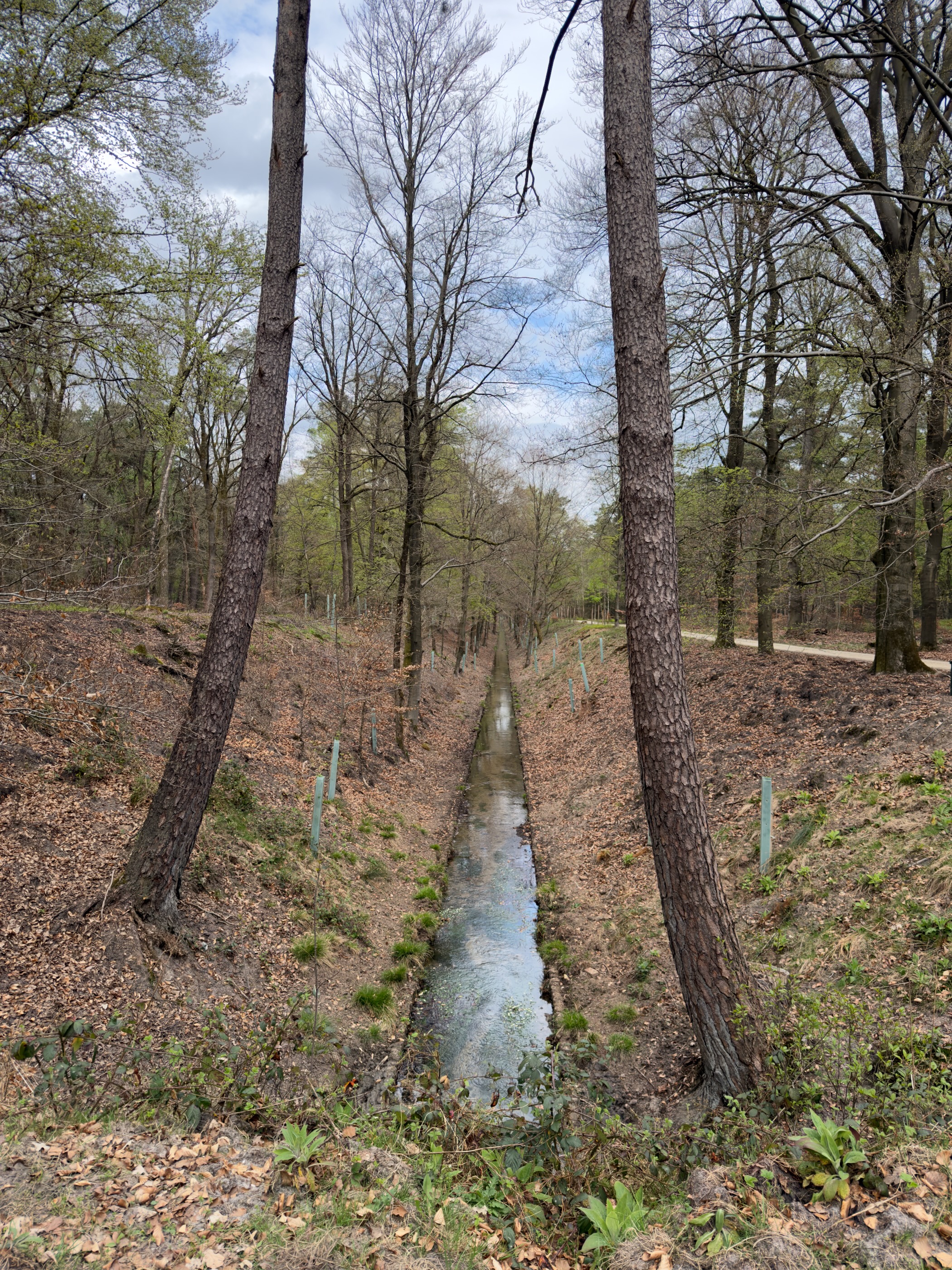Narrow forest stream flanked by two tree trunks receding into the woods