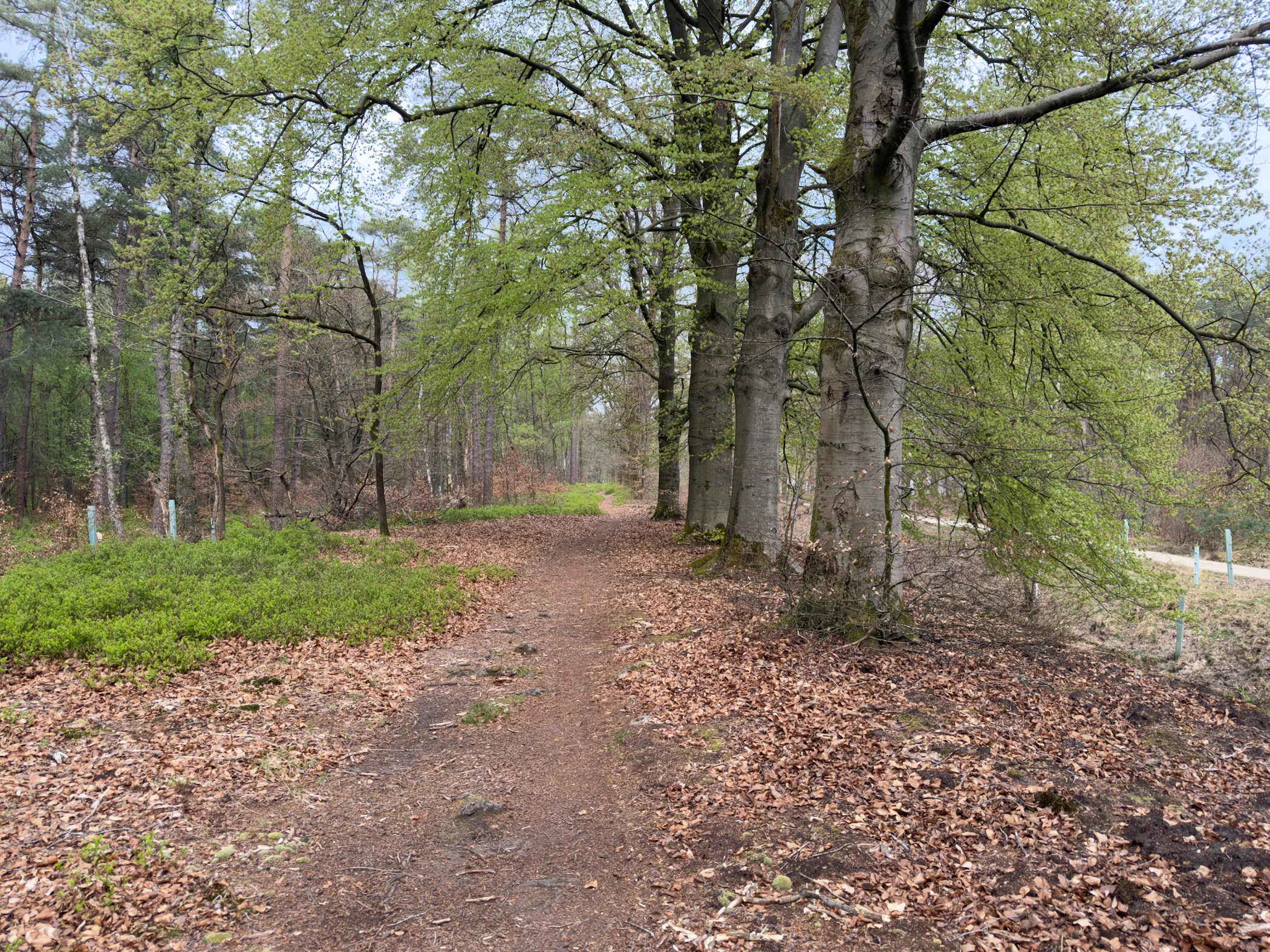 Sandy forest path under spreading beech trees coming into leaf in spring