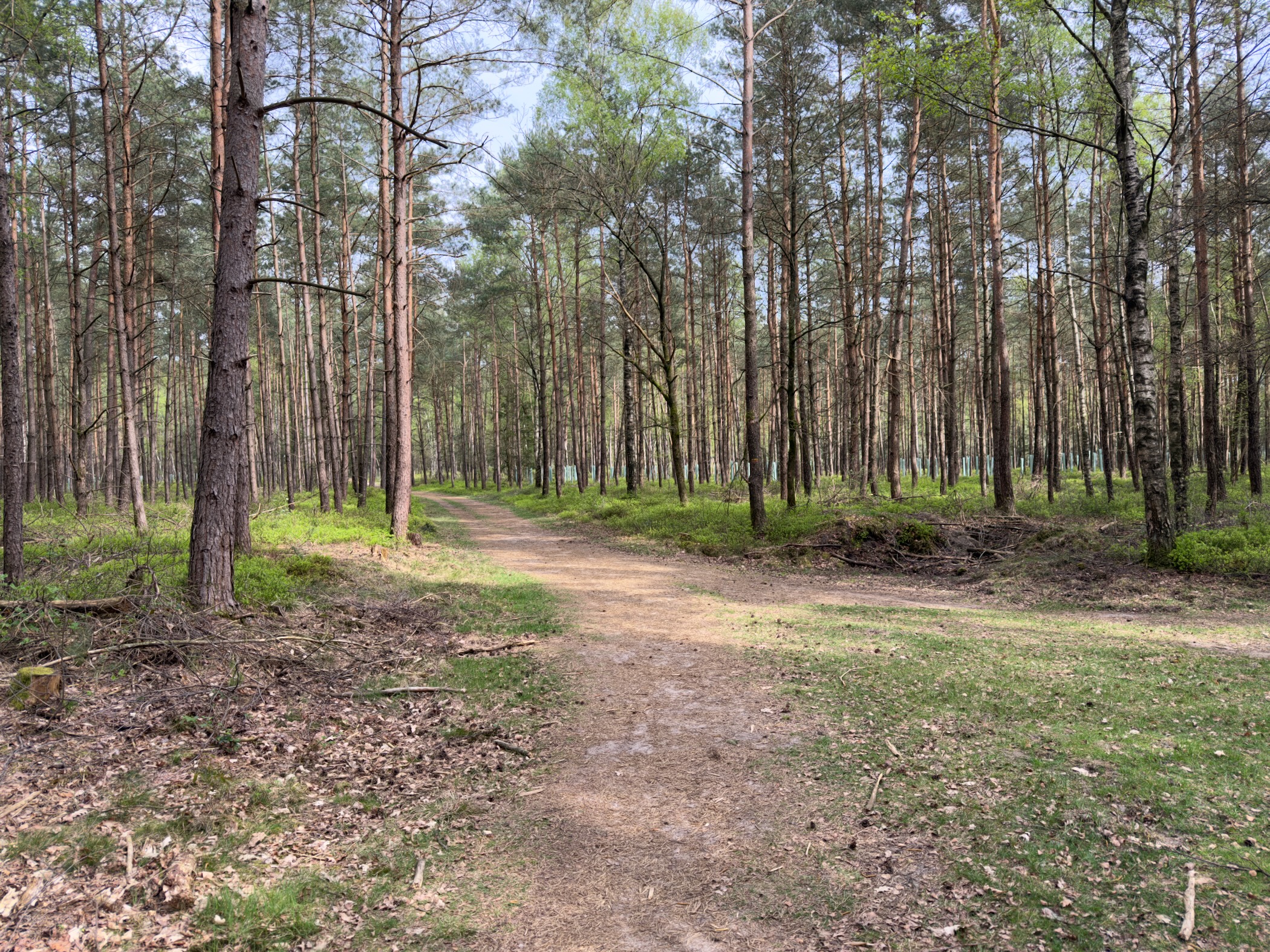 Sandy track forking through a pine plantation with blue sky between trunks
