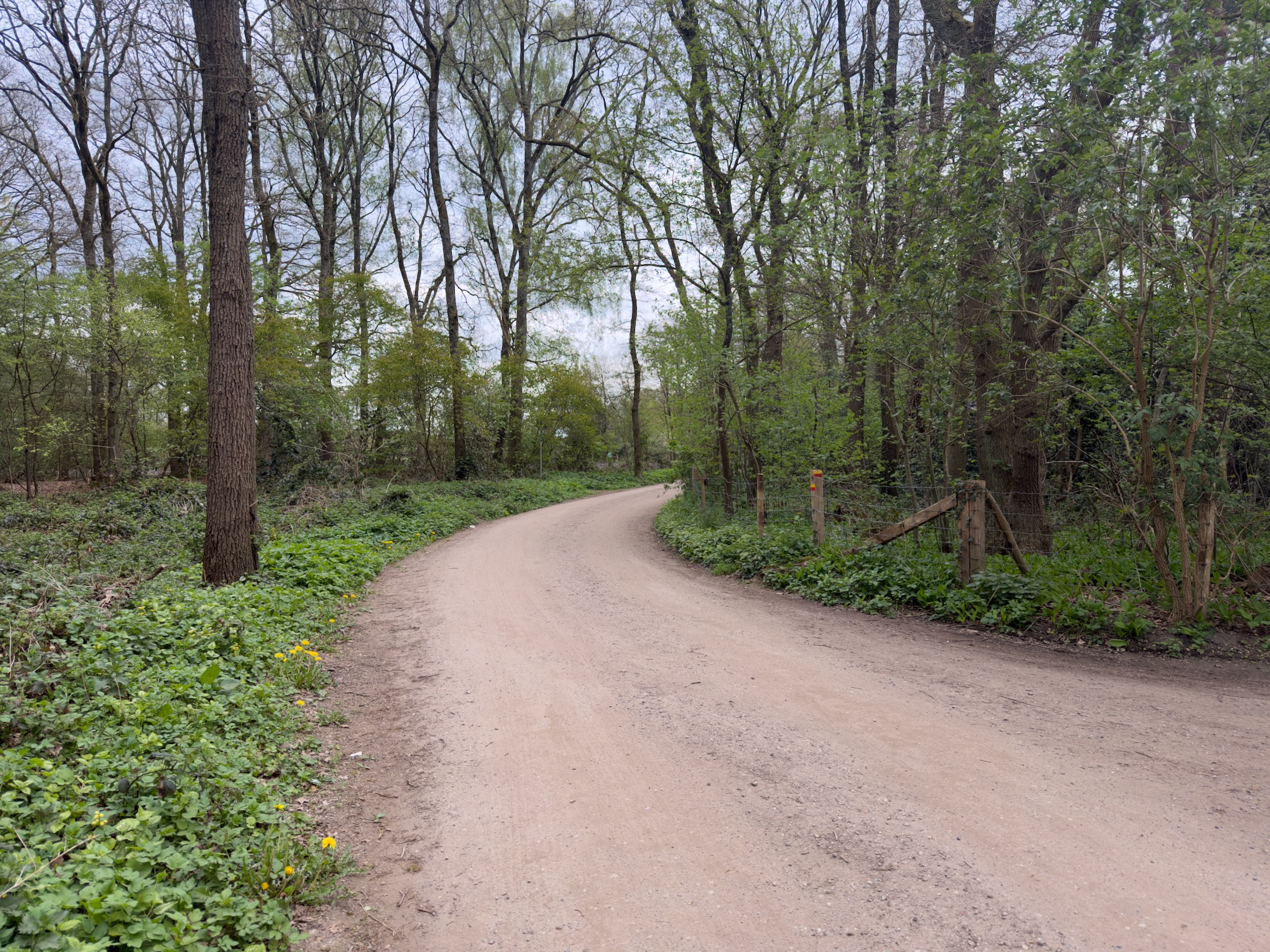 Curved sandy lane through the forest at the edge of a village