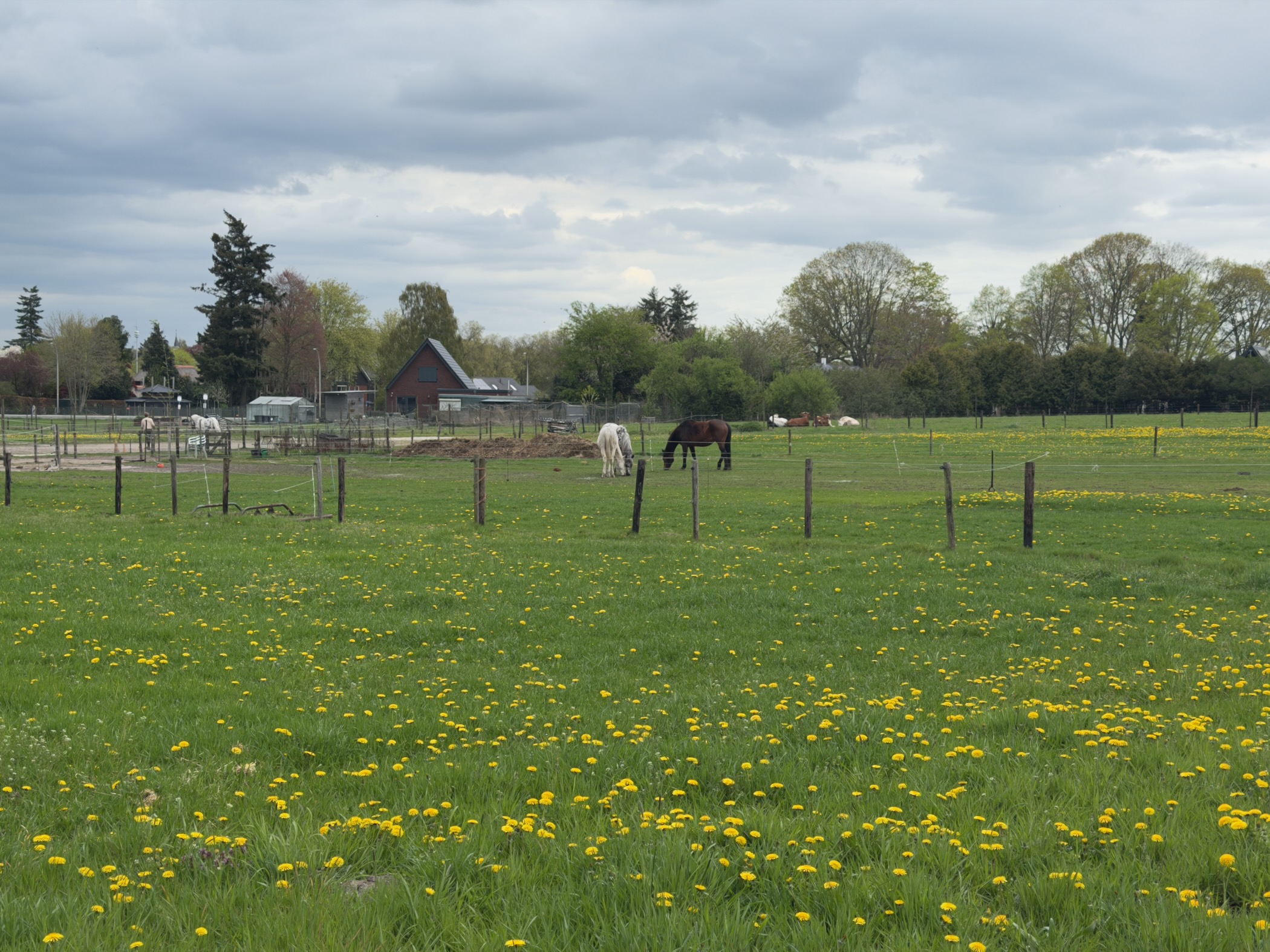 Meadow of dandelions in front of a paddock with two horses grazing