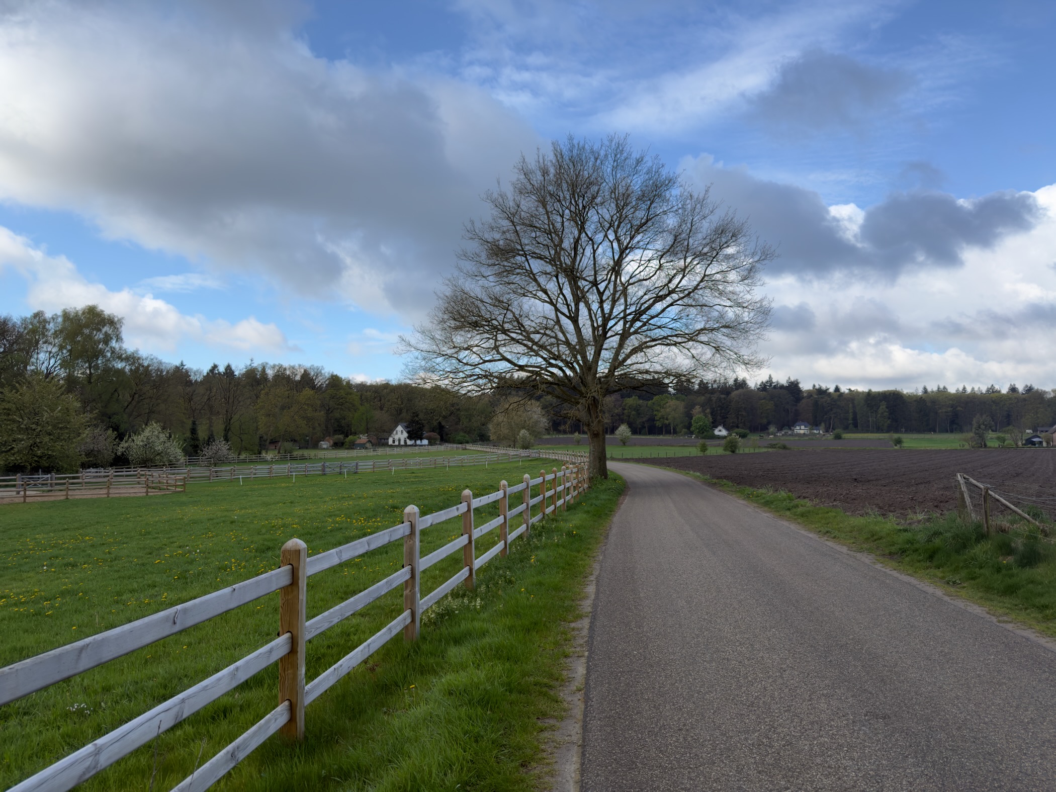 Country road beside a white fence and pasture with a large bare tree and scattered clouds