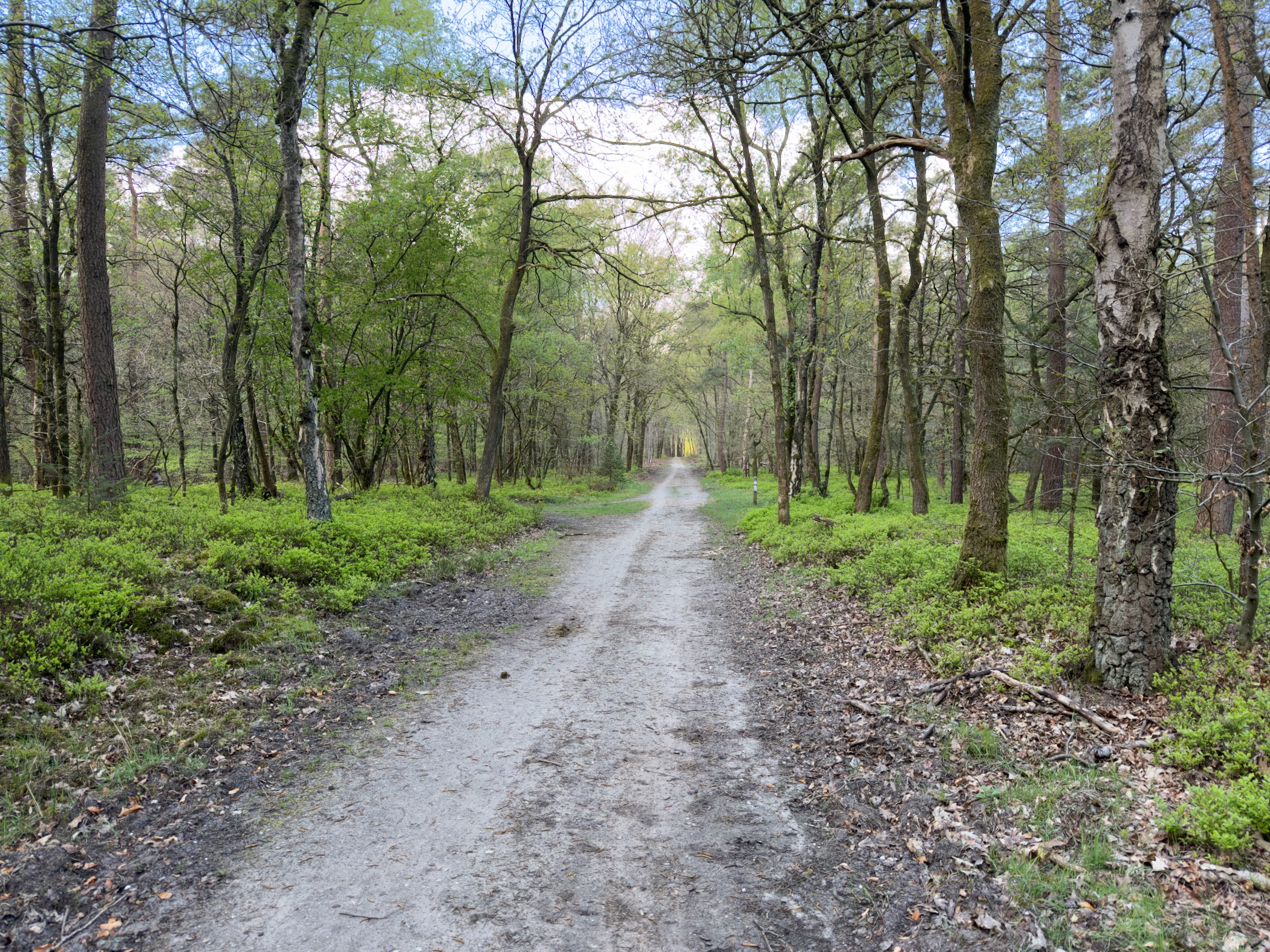 Sandy forest track through young oaks and birches with fresh spring foliage