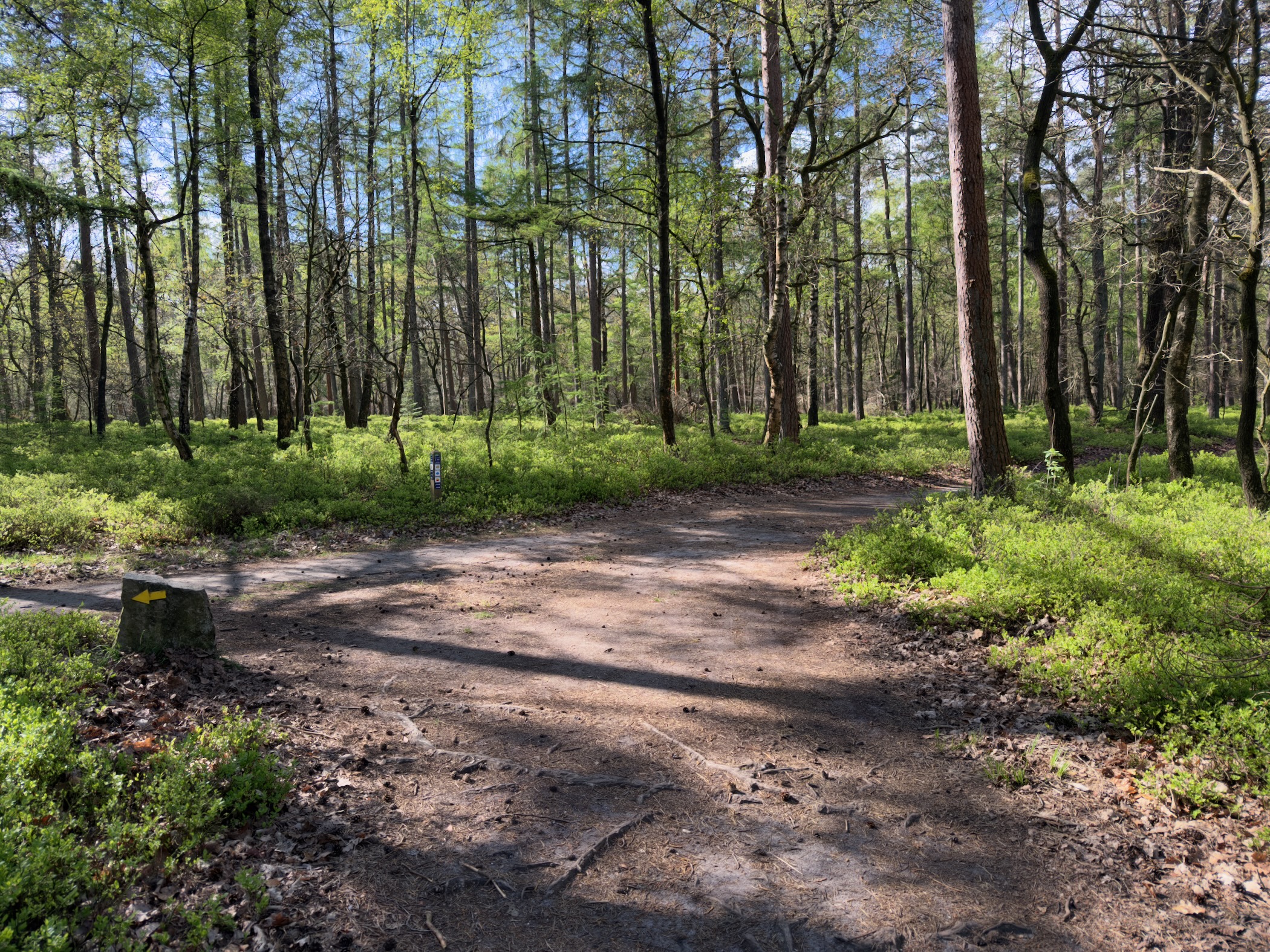 Junction of sandy forest paths with a tree stump and fresh green blueberry undergrowth