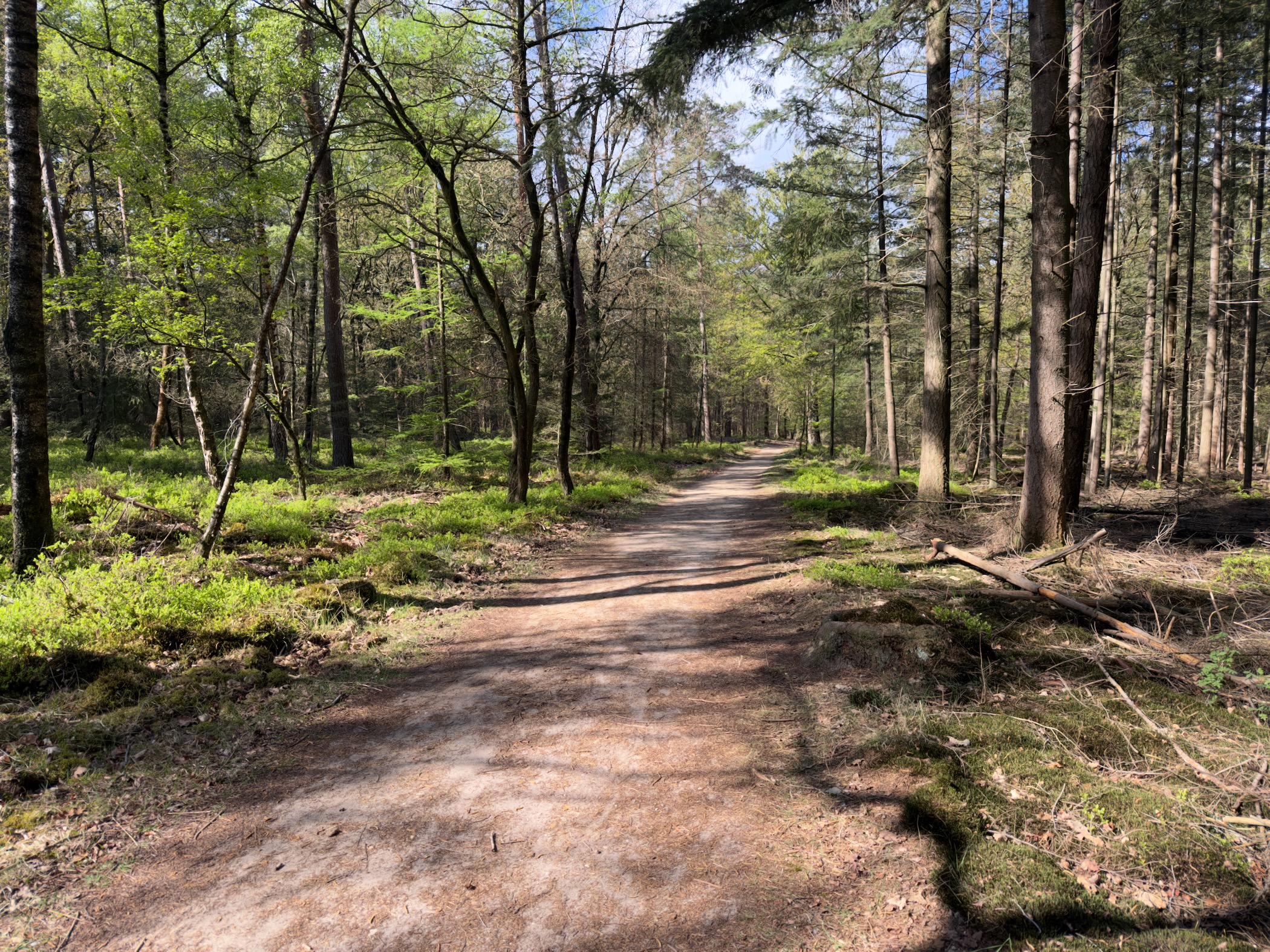 Sandy path through pine and oak woods with moss patches beside the trail