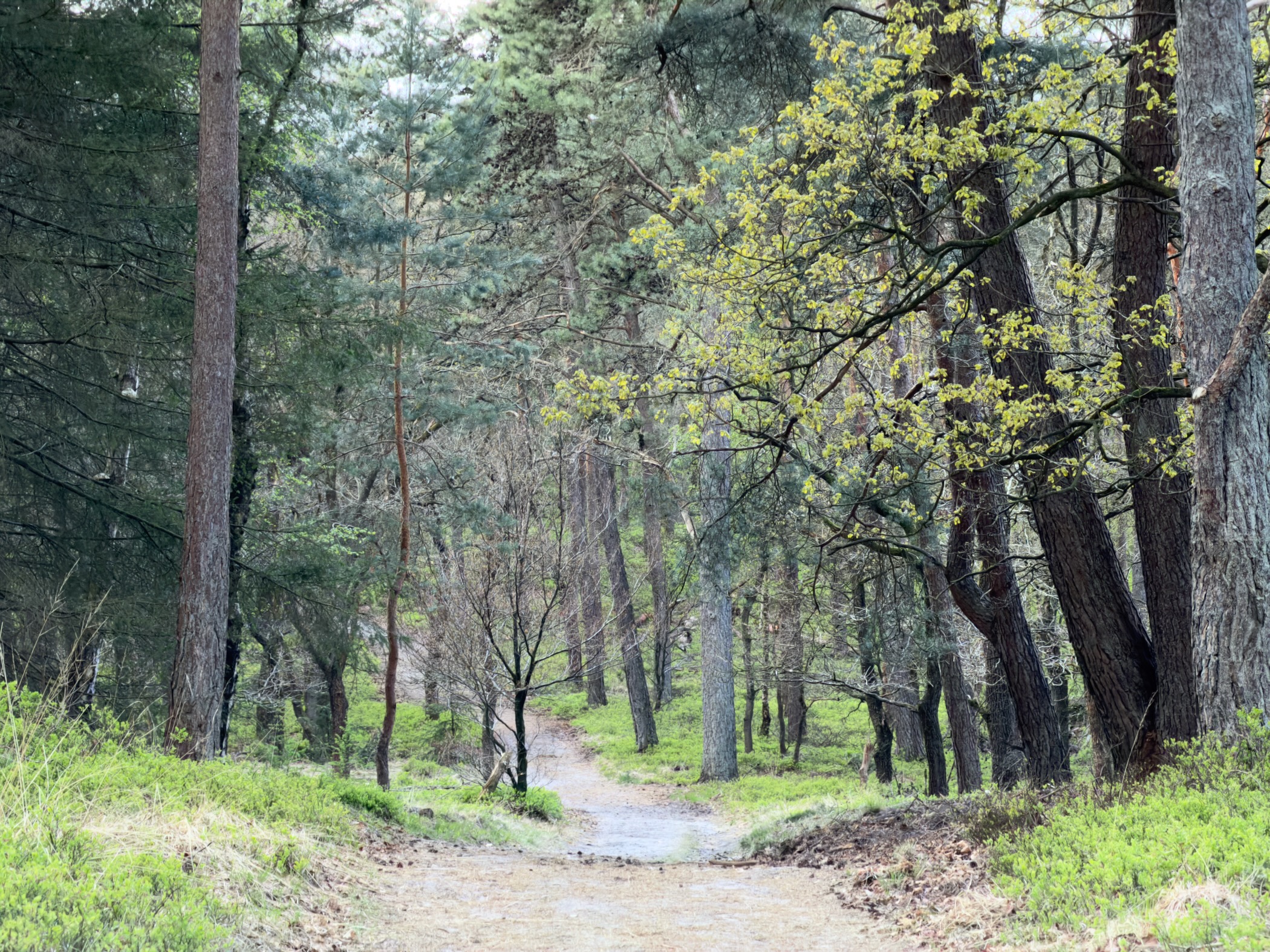 Sandy trail through open pine forest with one lime-green oak starting to leaf out