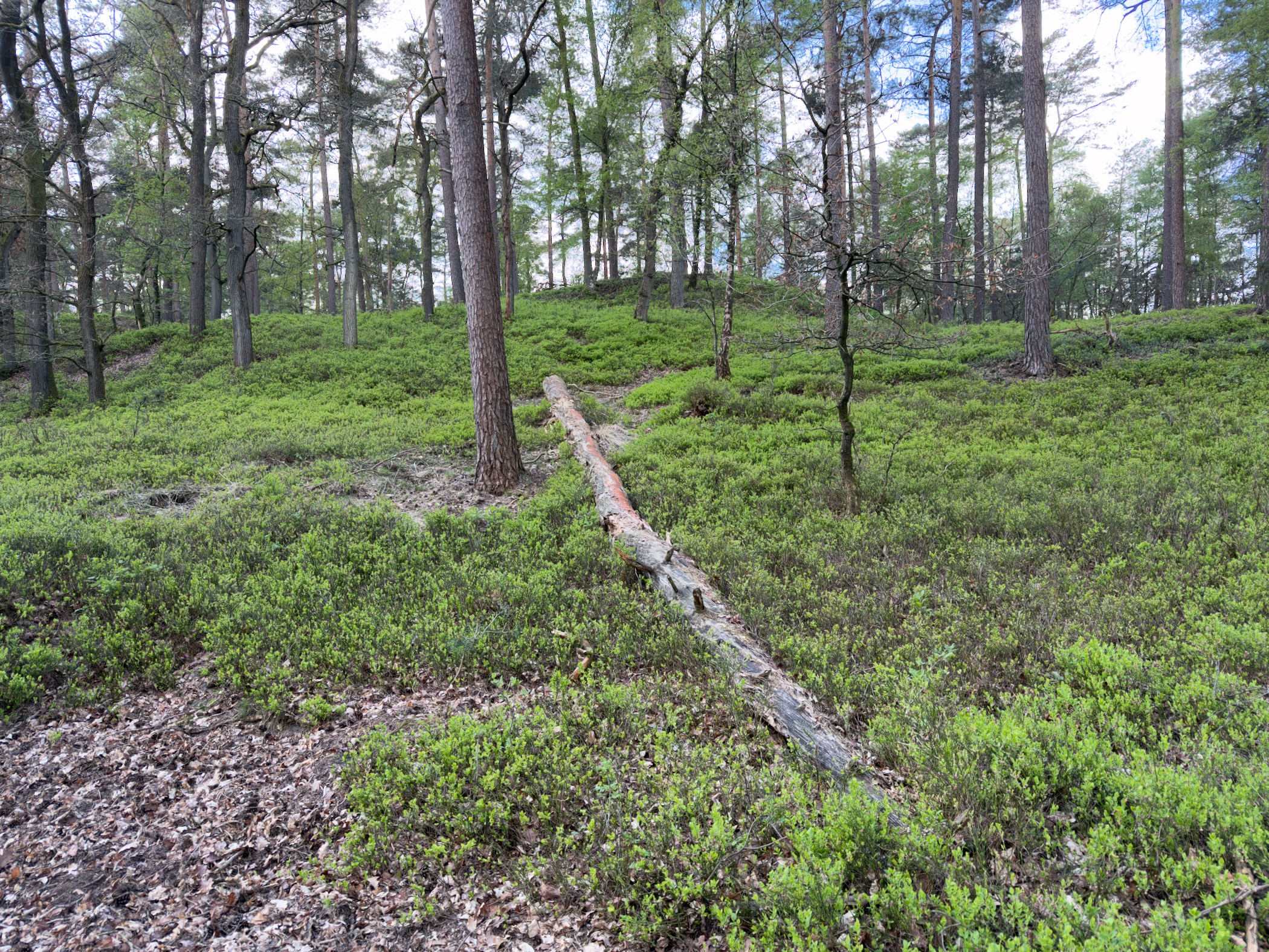 Rolling pine woodland with a fallen log and lush green blueberry groundcover
