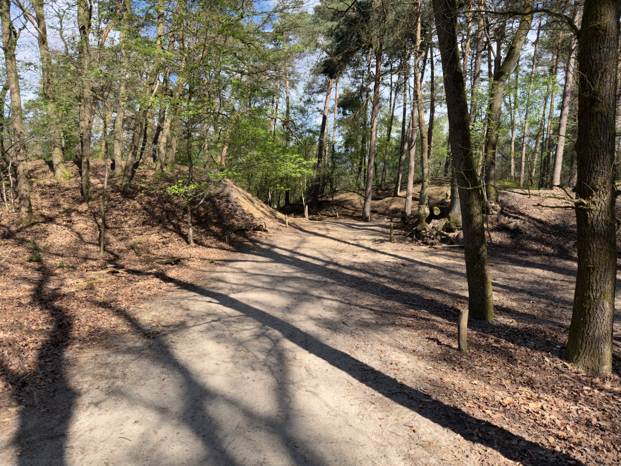 Sandy junction in a pine forest with strong afternoon shadows across the path
