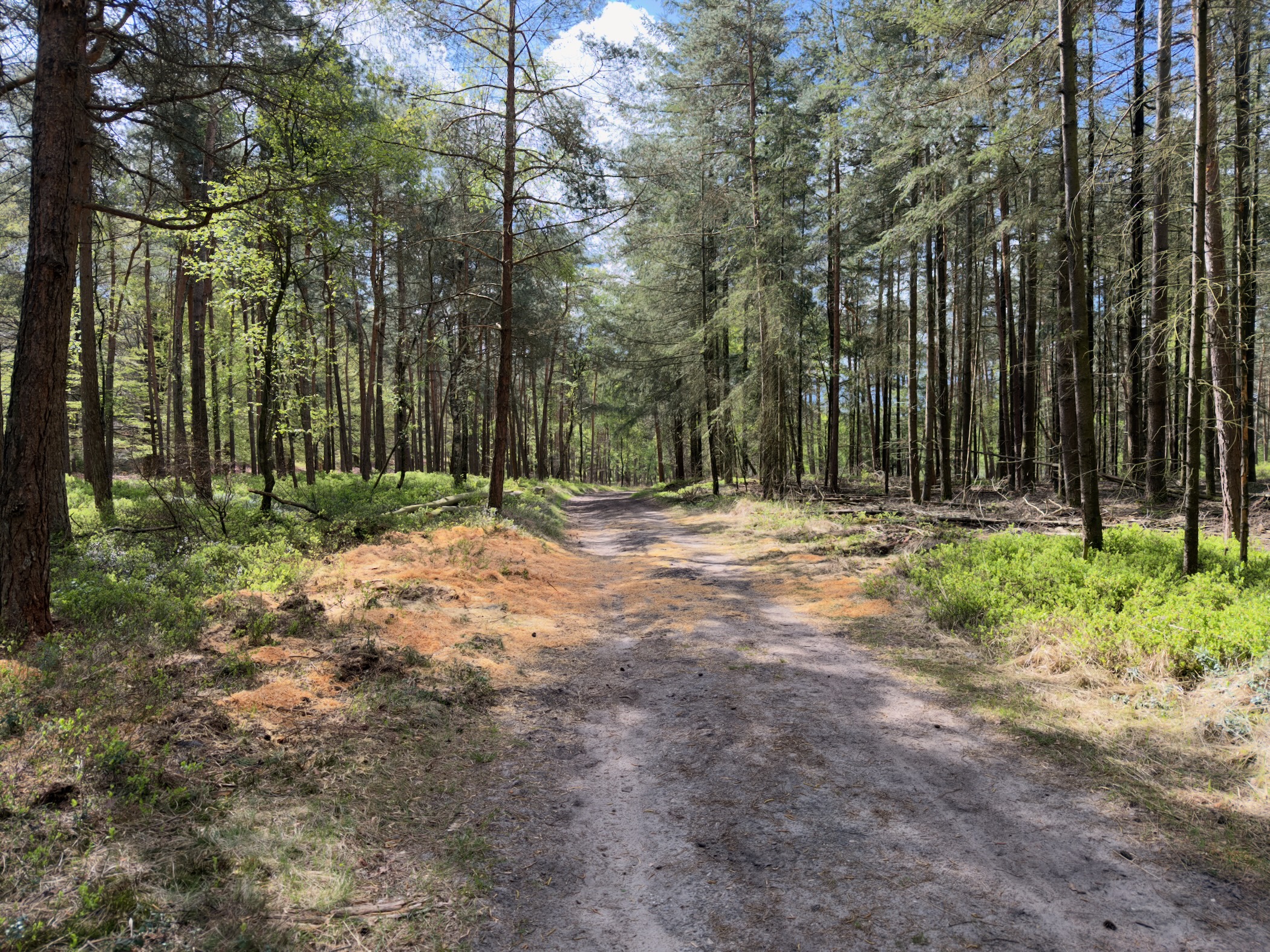 Broad sandy forest track through pines with orange sand banks along the edges