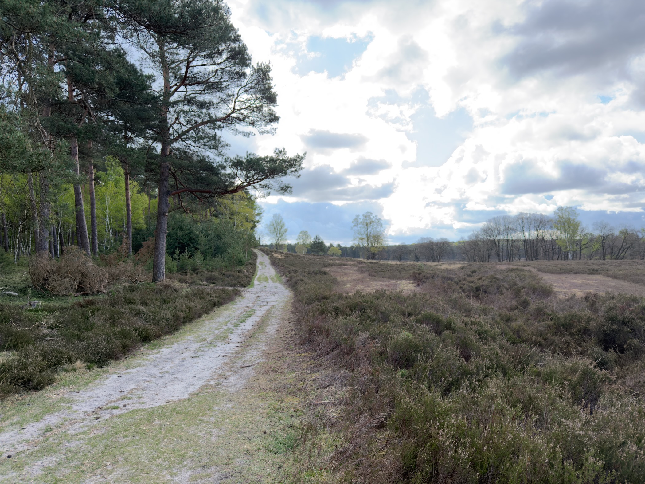 Sandy path along heathland with a large pine tree and scattered clouds