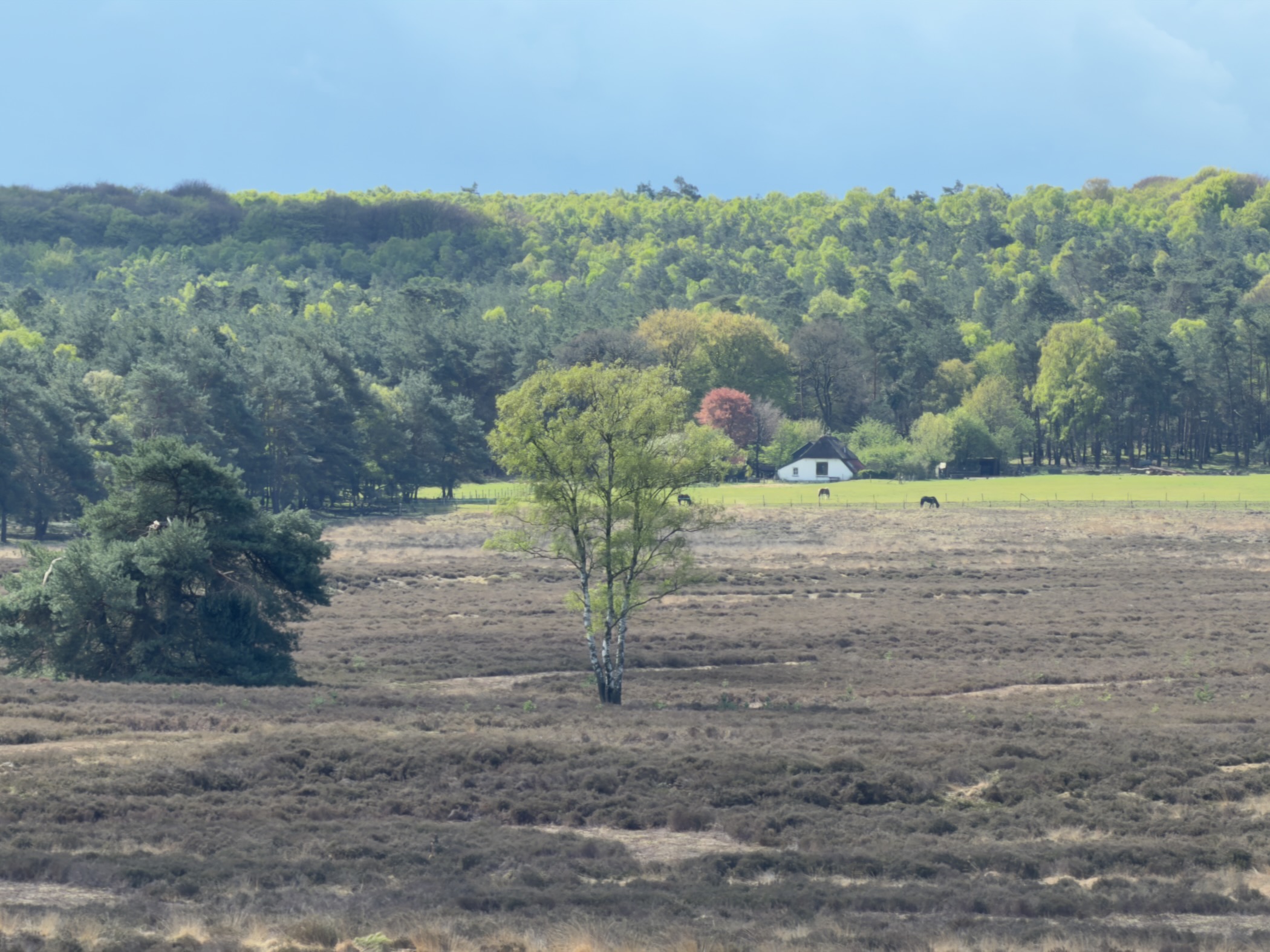 View across the heathland to a white house on a wooded ridge with grazing horses