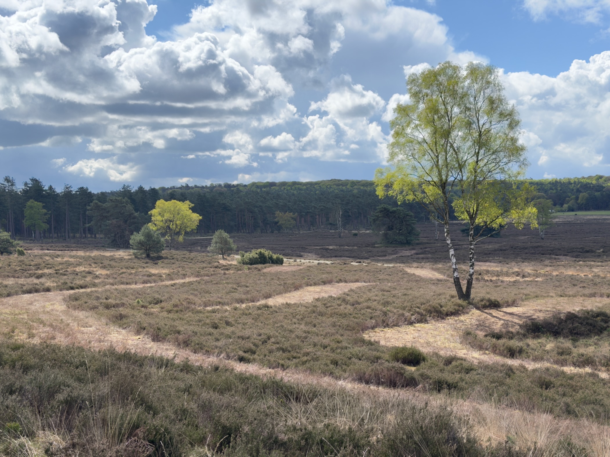 Lone silver birch tree on open heathland with scattered cumulus clouds