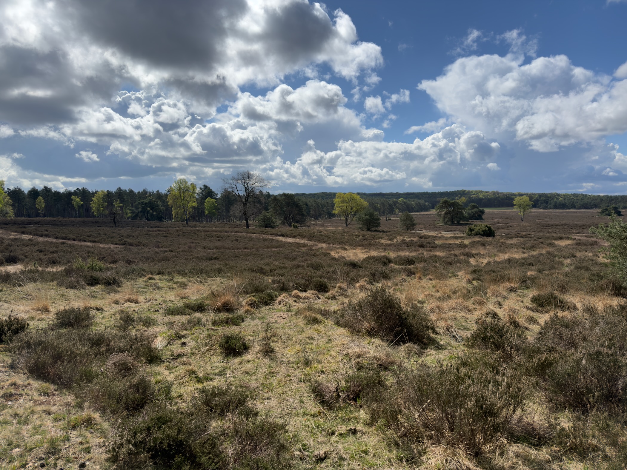 Heathland panorama with fluffy cumulus clouds and scattered trees on the horizon