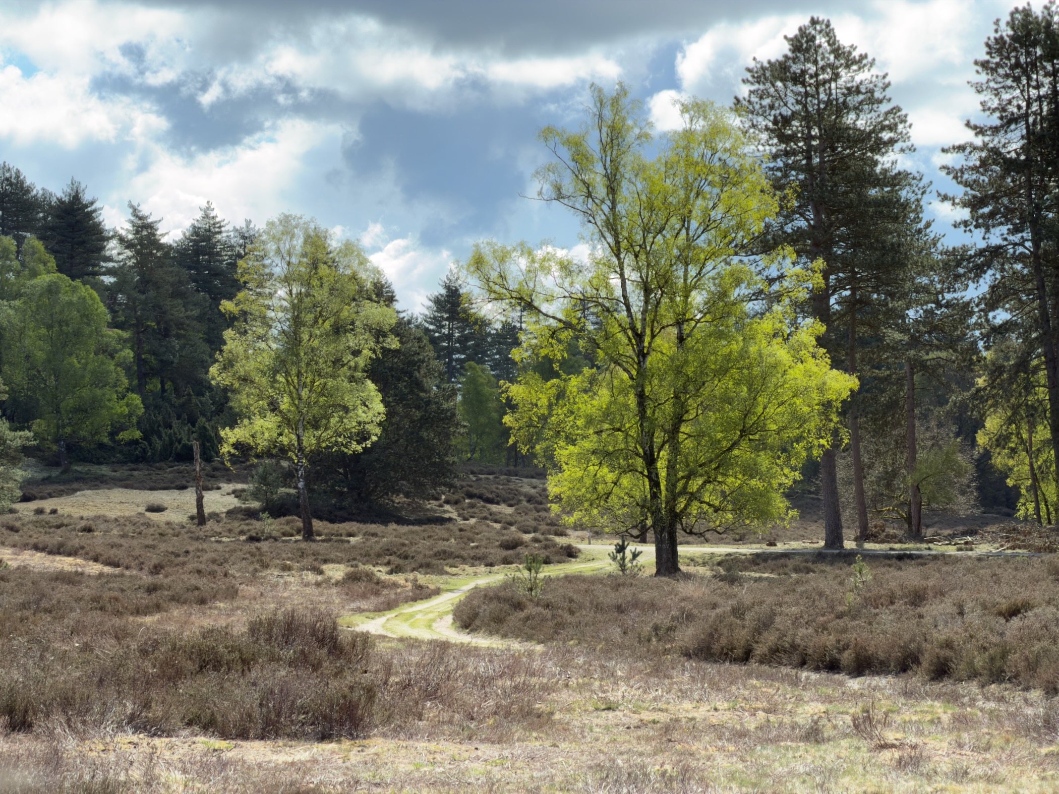 Bright yellow-green birch tree on heathland framed against pines and heather