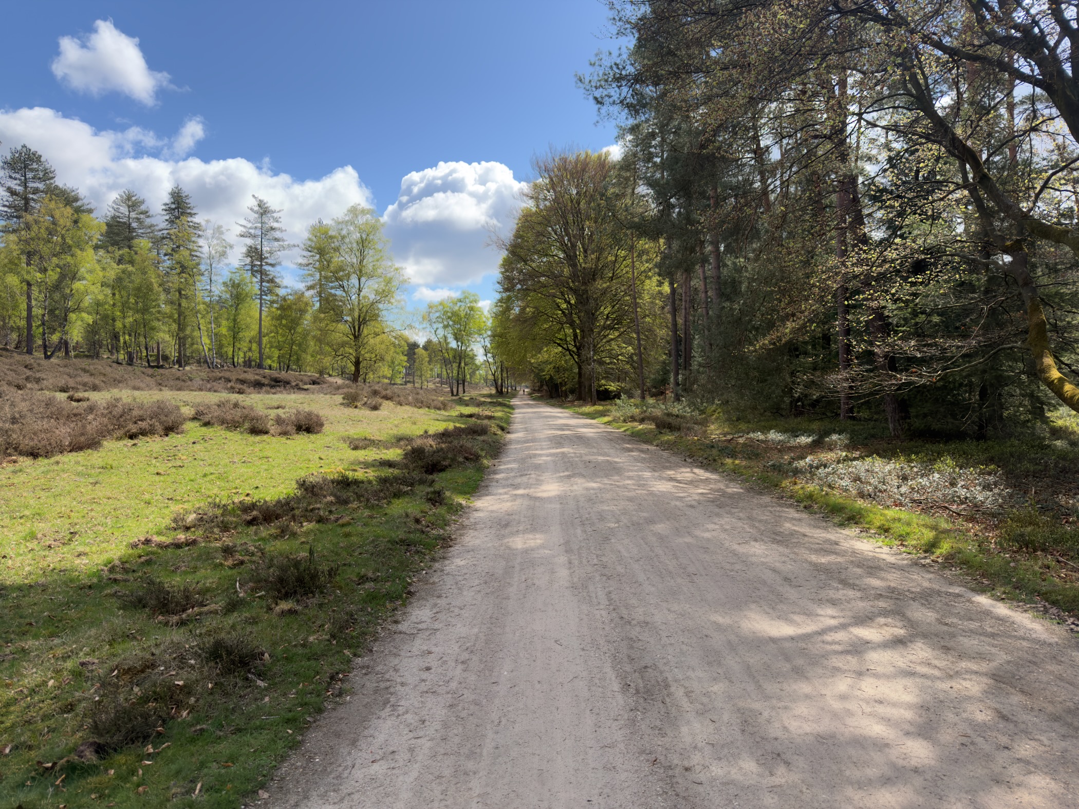 Wide sandy road between heathland and forest under a blue sky with scattered clouds