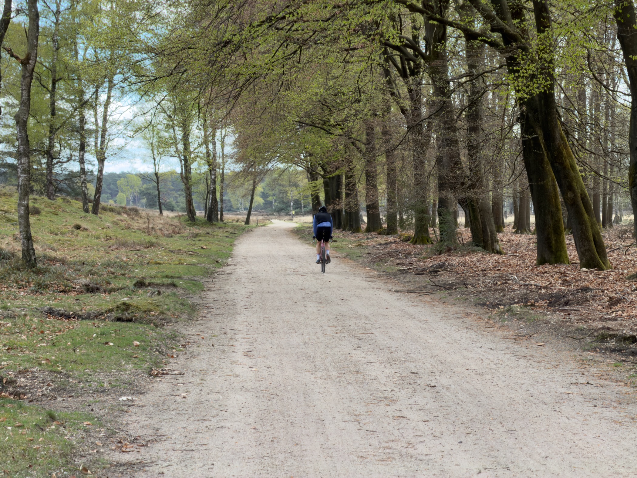 Cyclist riding down a sandy avenue between tall trees with heather on the left