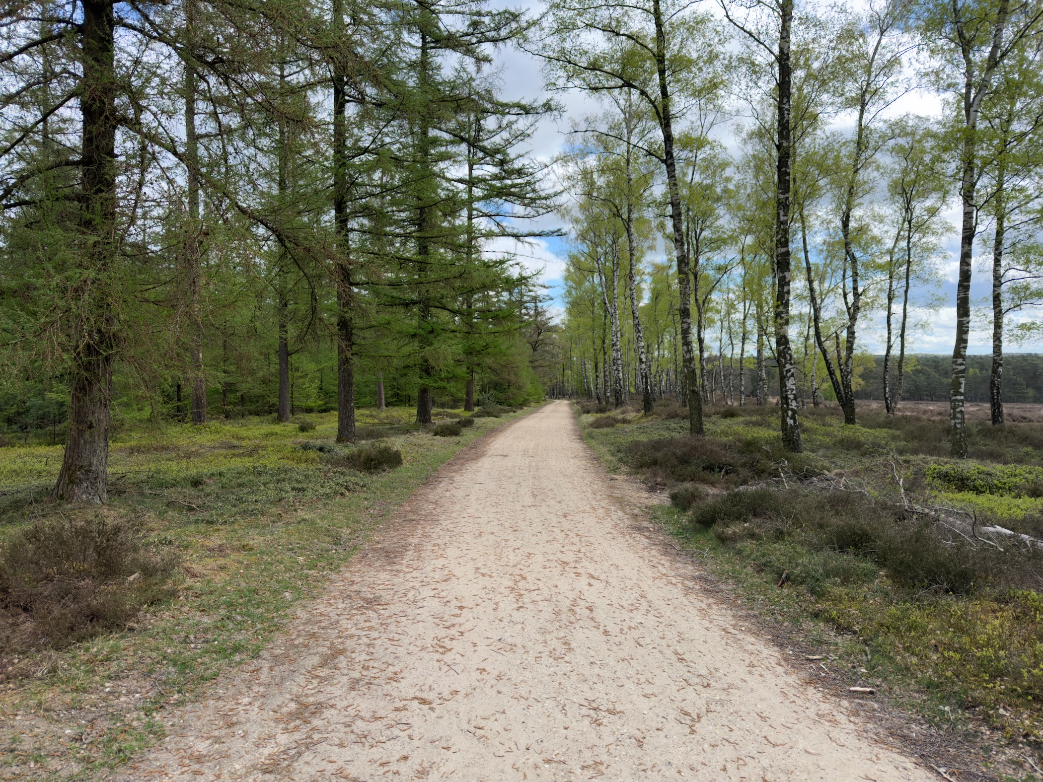 Sandy track between tall larch and birch trees with open heath on the right