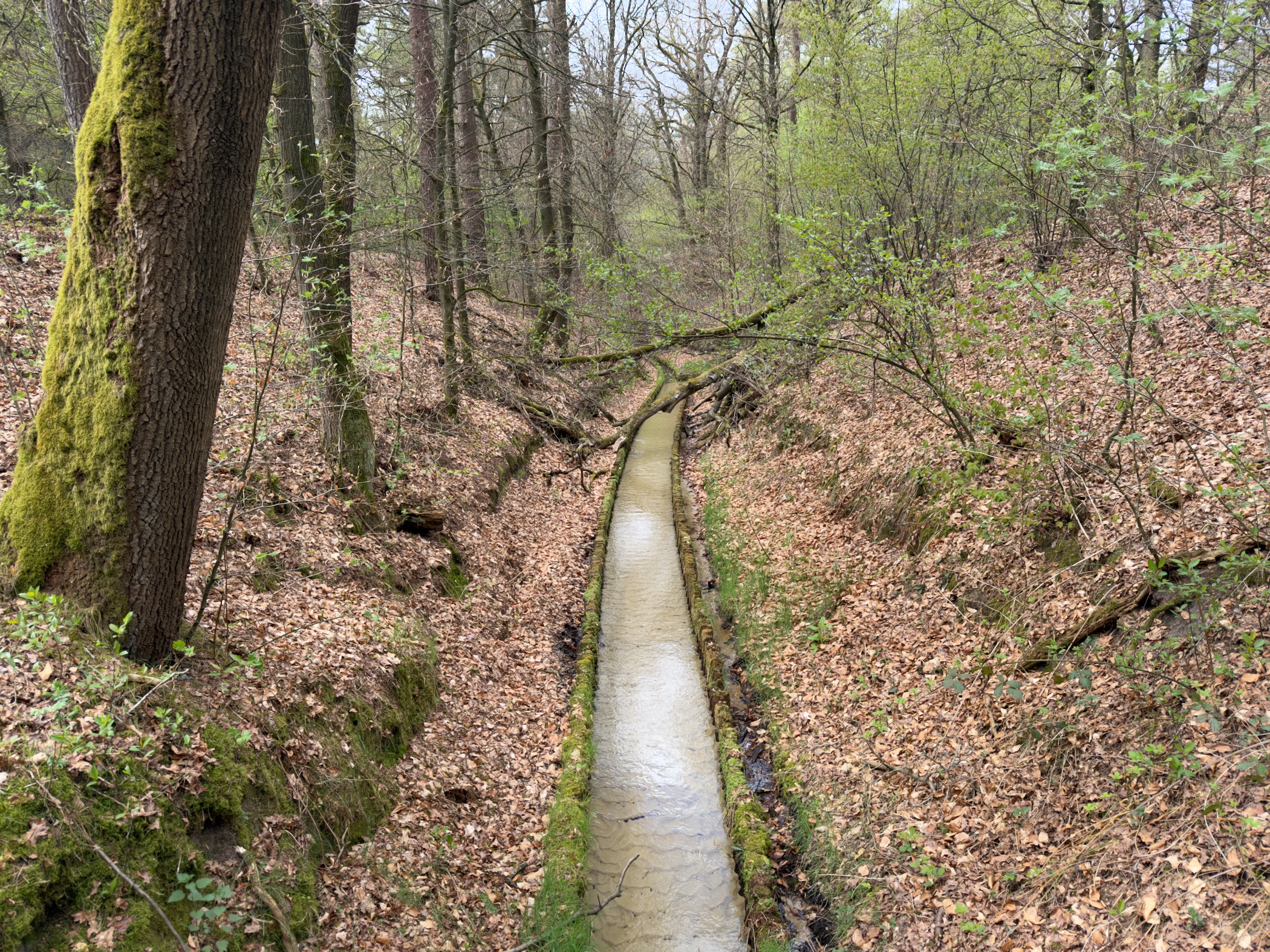Narrow forest brook flowing between leaf-littered banks with a fallen tree across it
