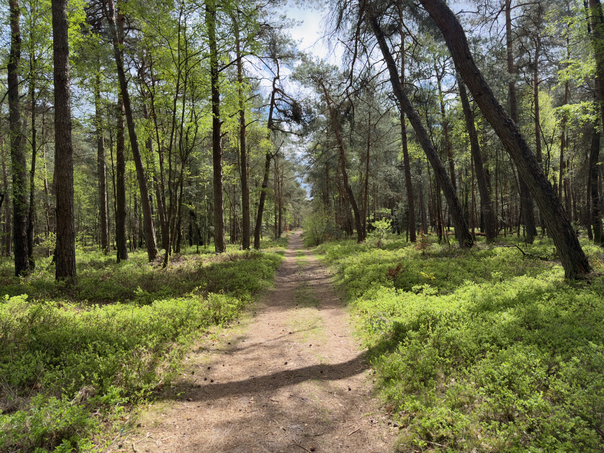 Sandy forest path through tall birch and pine trees with bright blueberry undergrowth