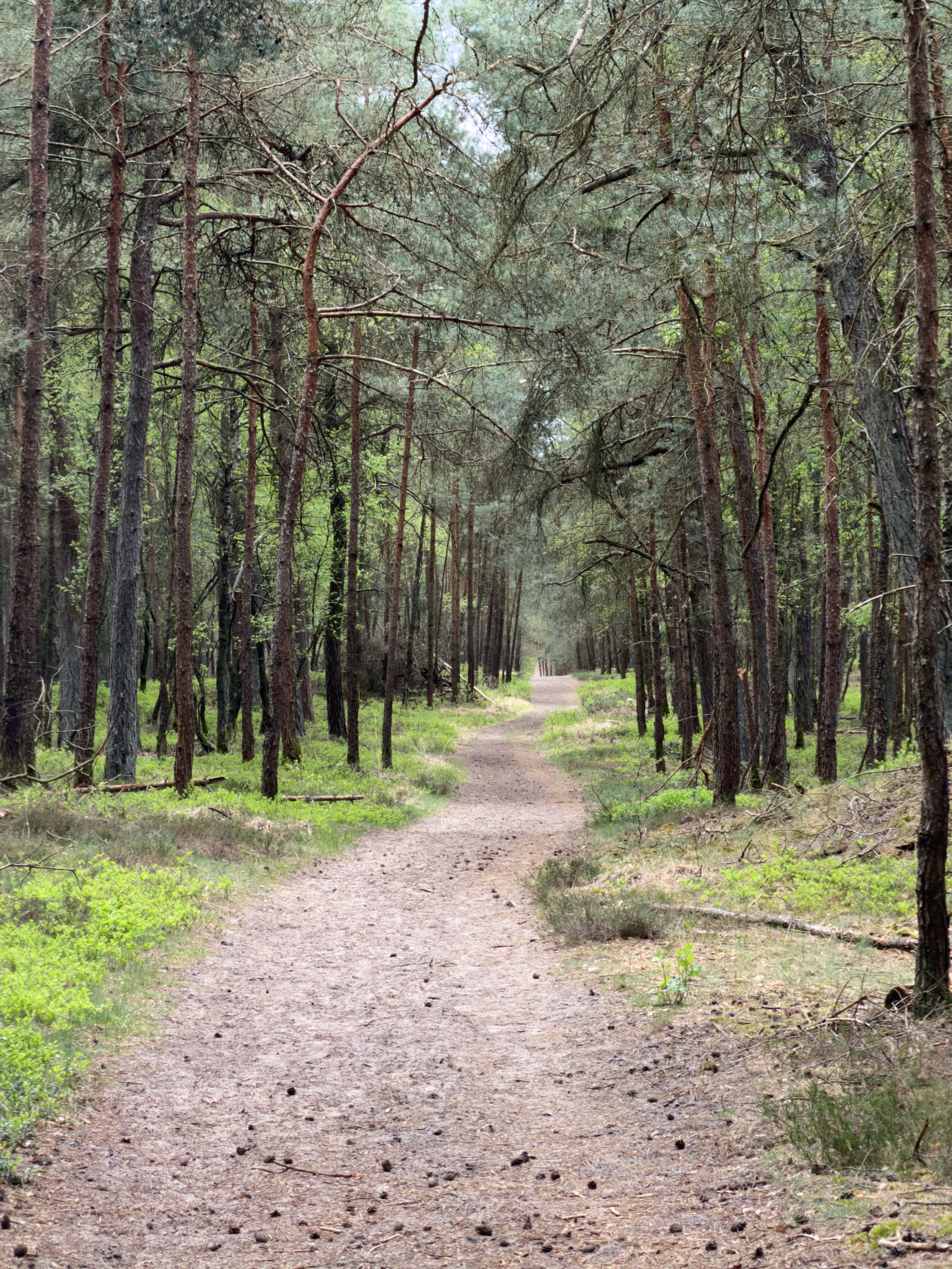 Straight path through a dense pine plantation with pine cones scattered on the trail