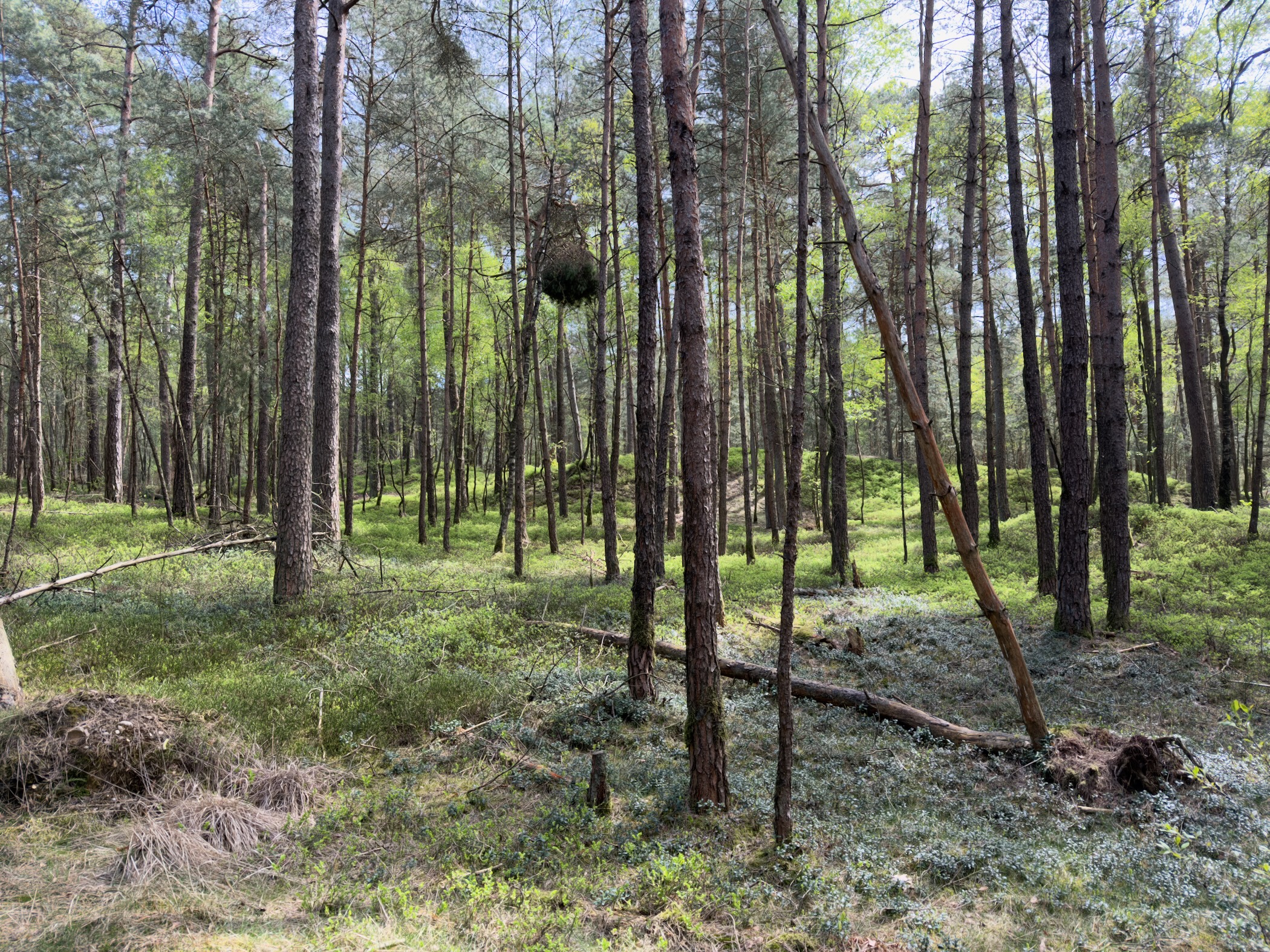 Open pine wood with slash piles of branches and sparse undergrowth