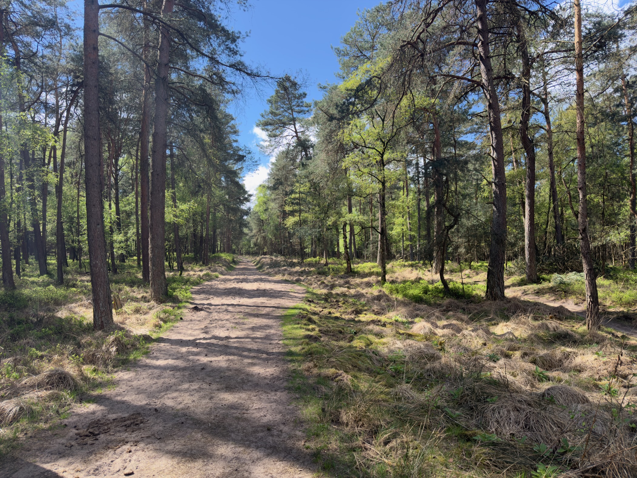 Wide sandy forest track under a clear blue sky with grasses on the sides