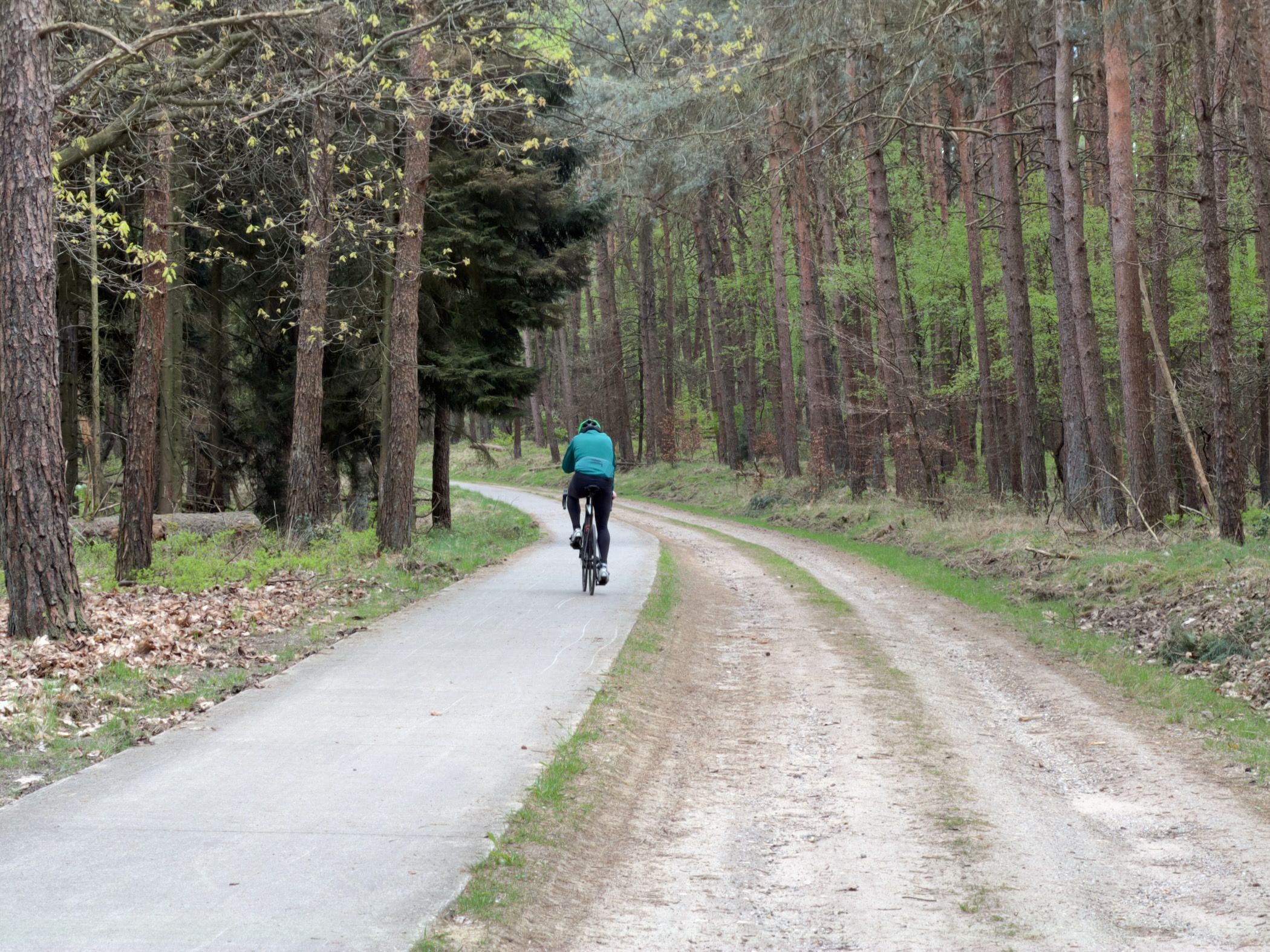 Cyclist riding away down a paved forest bike path with a sandy walking shoulder