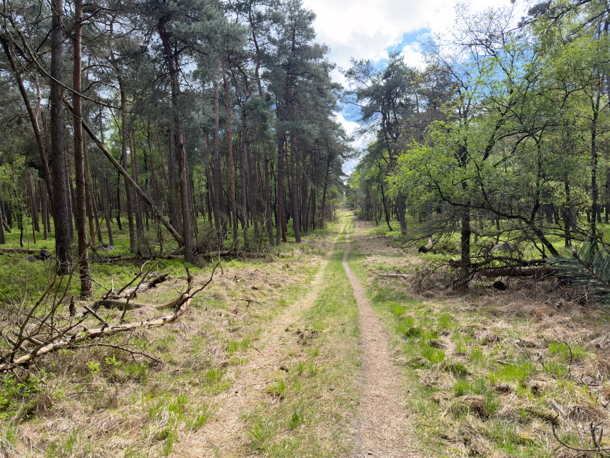Sandy forest path between rows of pines and birches with broken branches on the ground