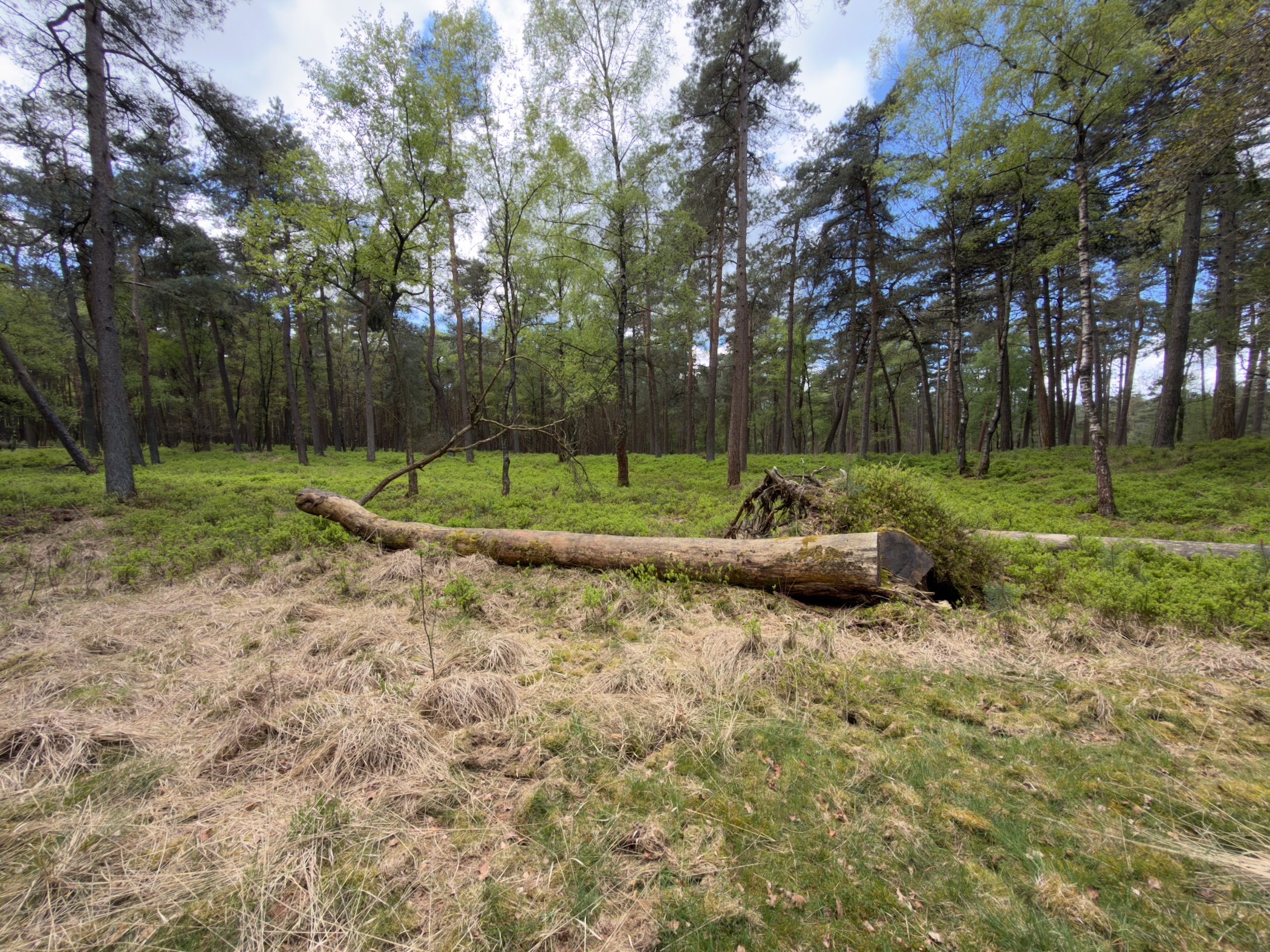 Large fallen tree trunk lying across a mossy forest clearing between pines