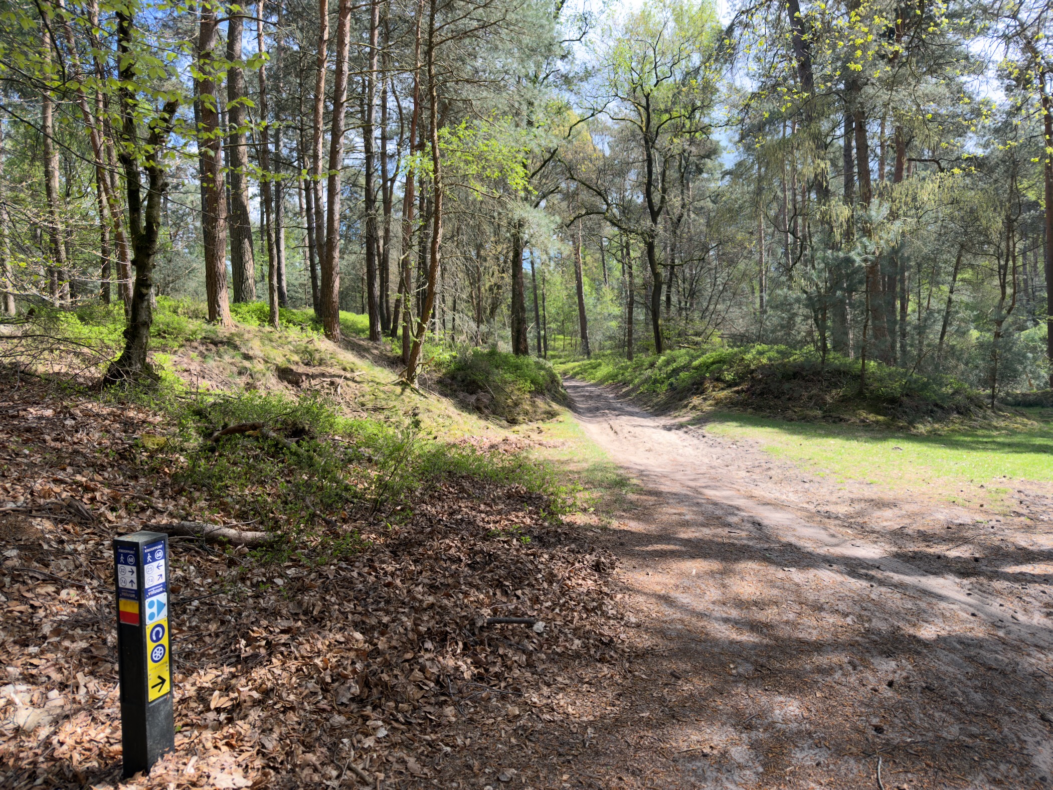 Sandy forest junction with a trail marker post showing hiking route symbols
