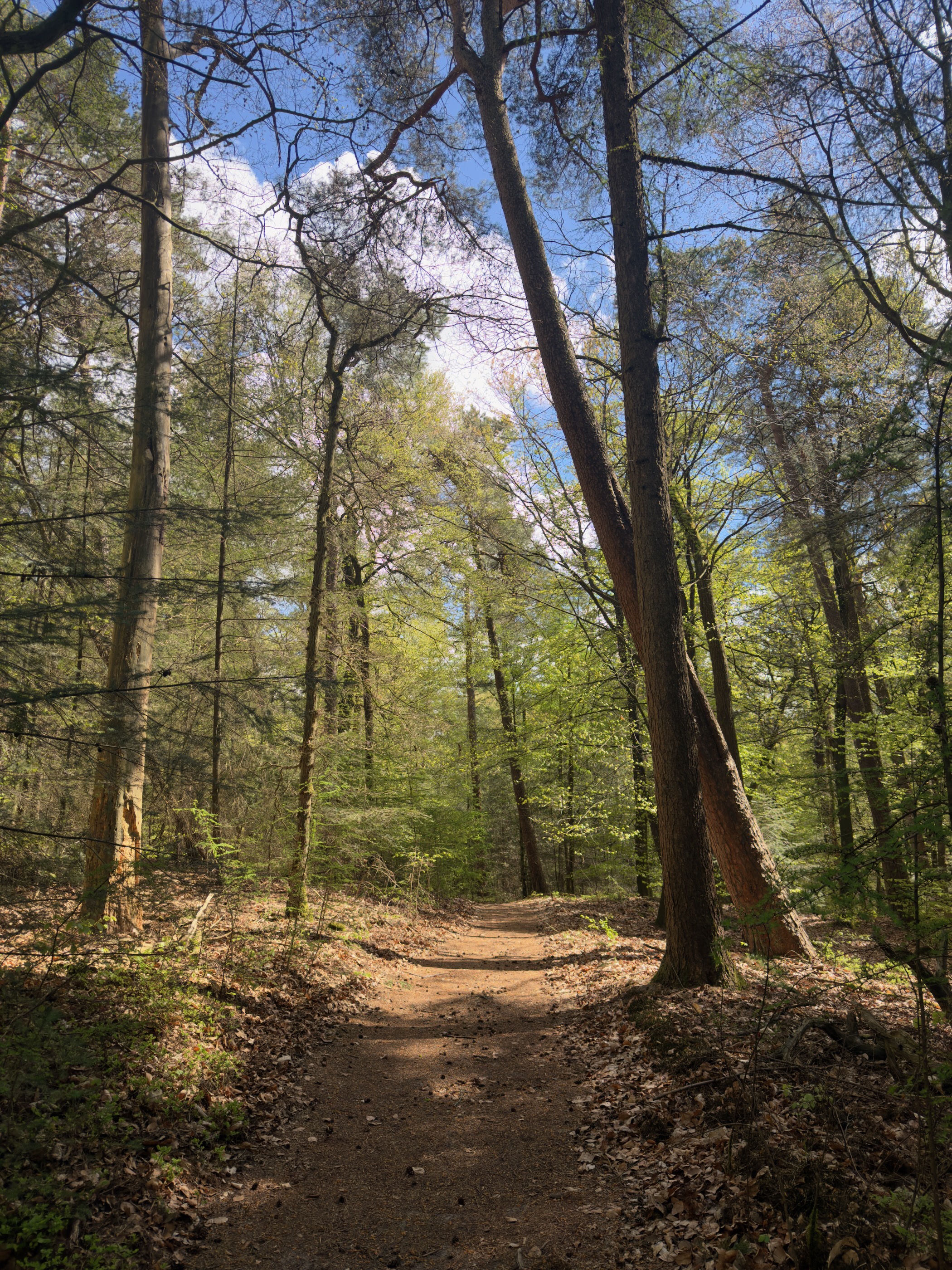 Sandy forest path climbing through bright spring beech woods with a leaning tree