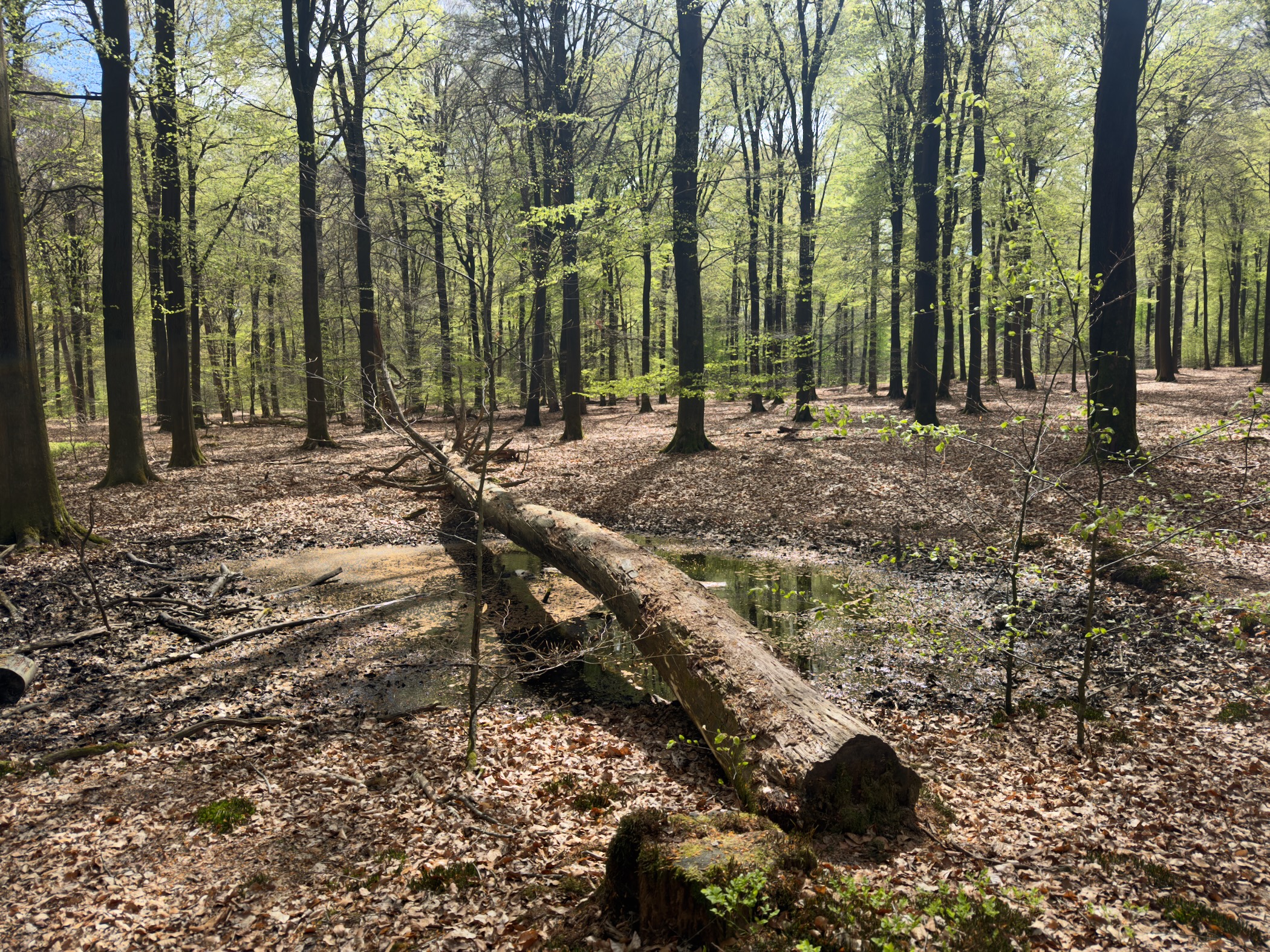 Fallen log across a shallow forest pool in a beech wood