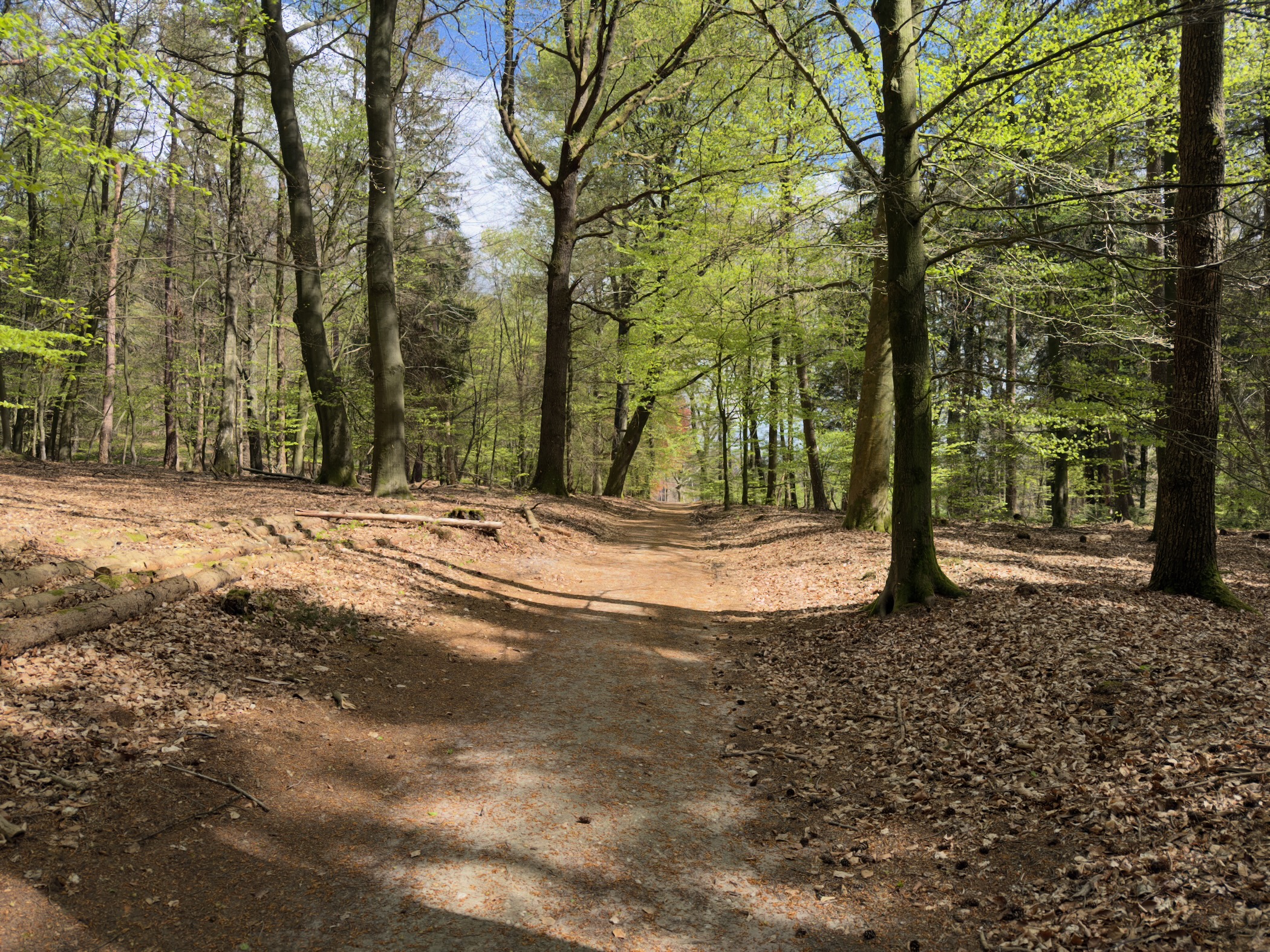 Sandy forest path rising between beech trees with soft spring-green leaves