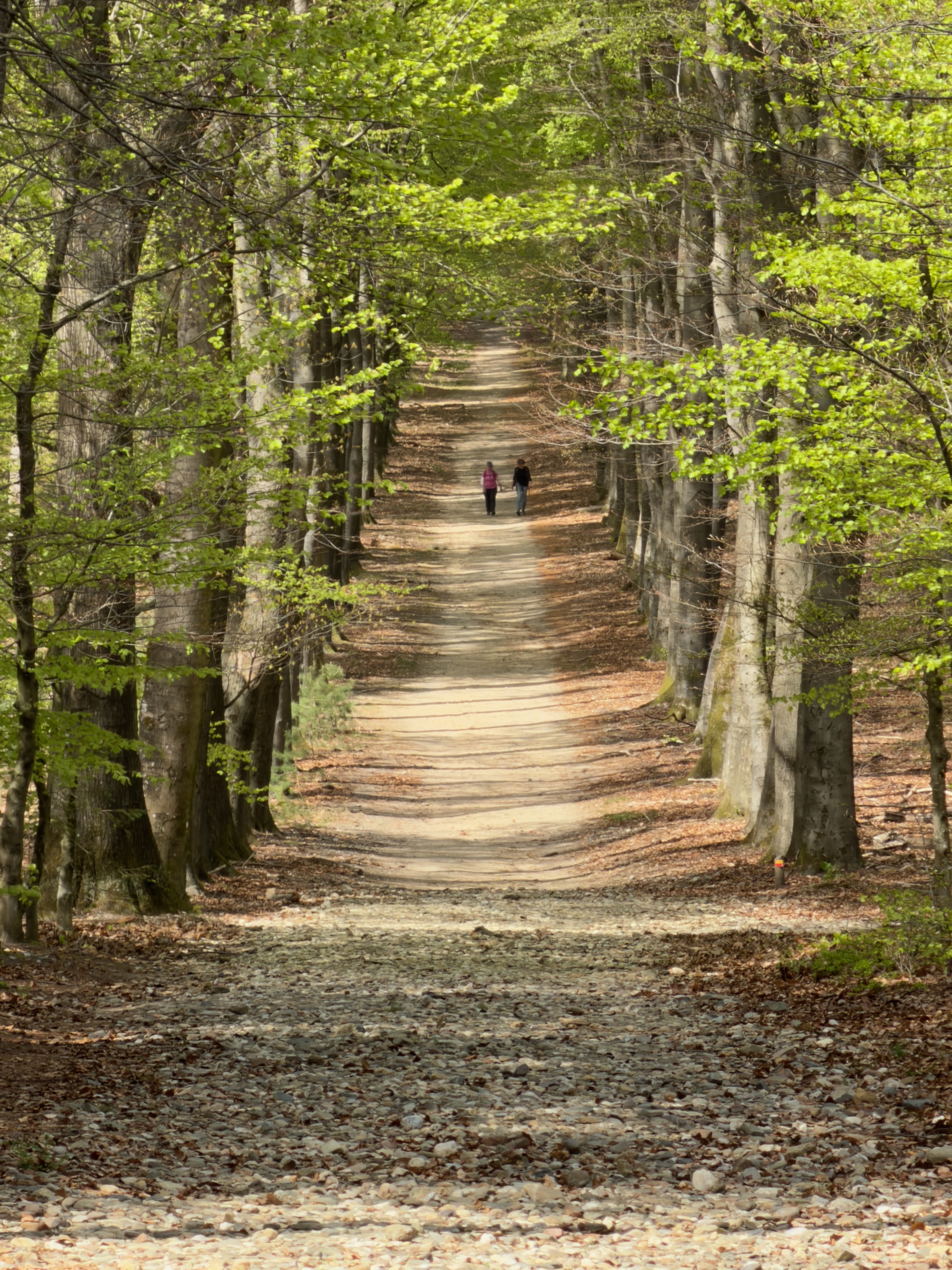 Two hikers on a long tree-lined avenue climbing a hill through beech forest