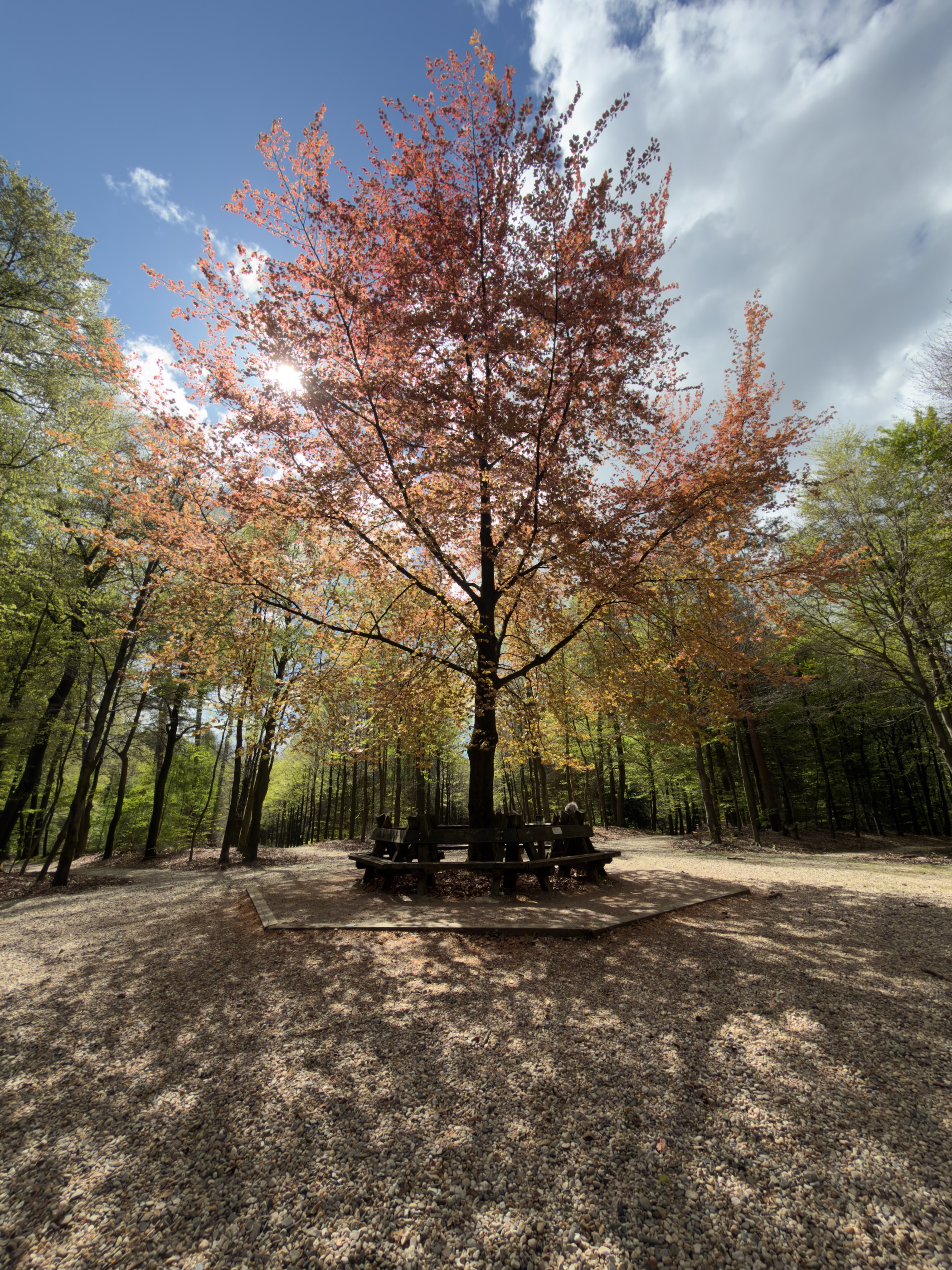 Large copper beech tree with an octagonal bench around its trunk in a forest clearing