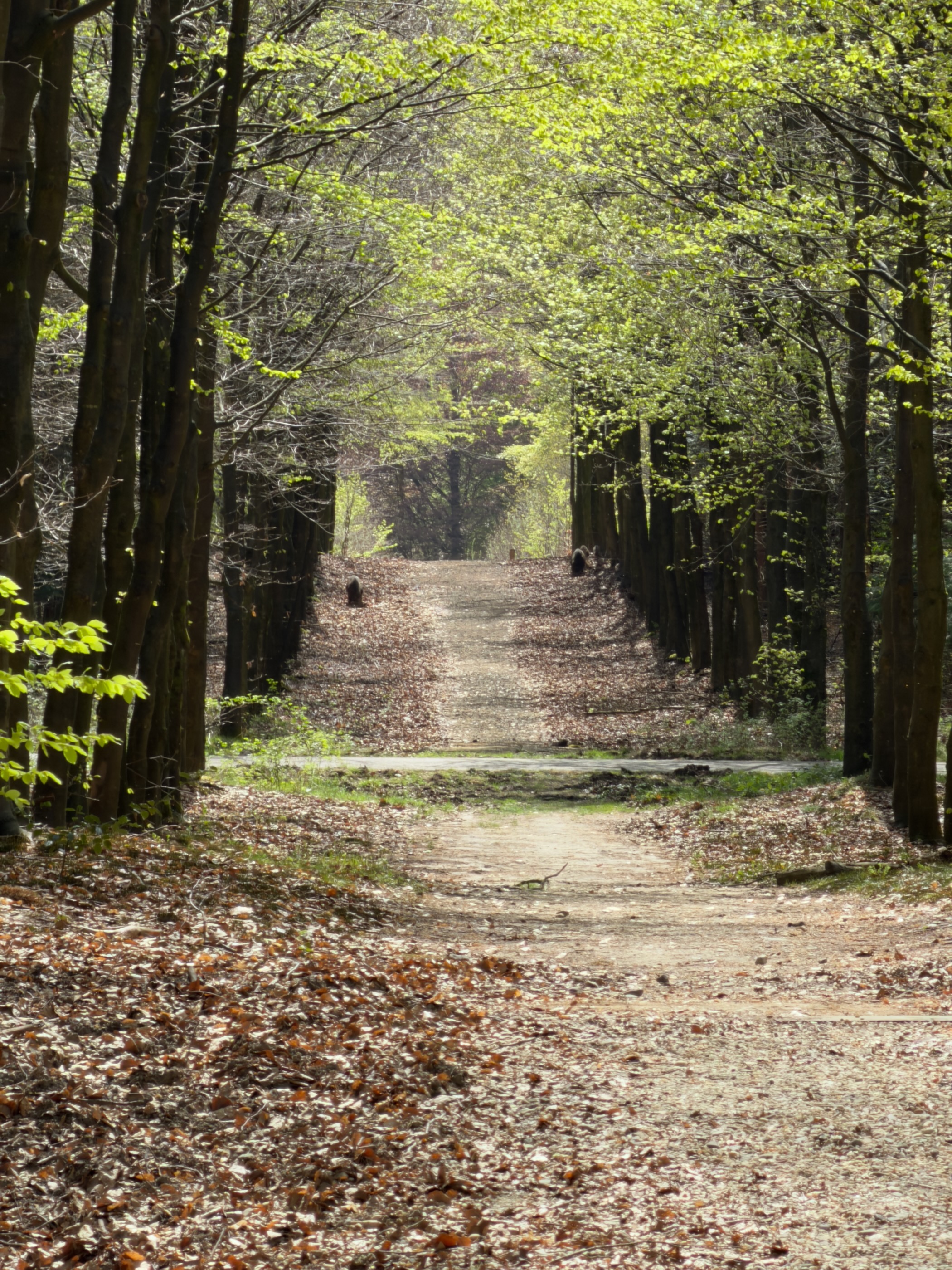 Long straight tree-lined avenue through a beech forest with dappled sunlight