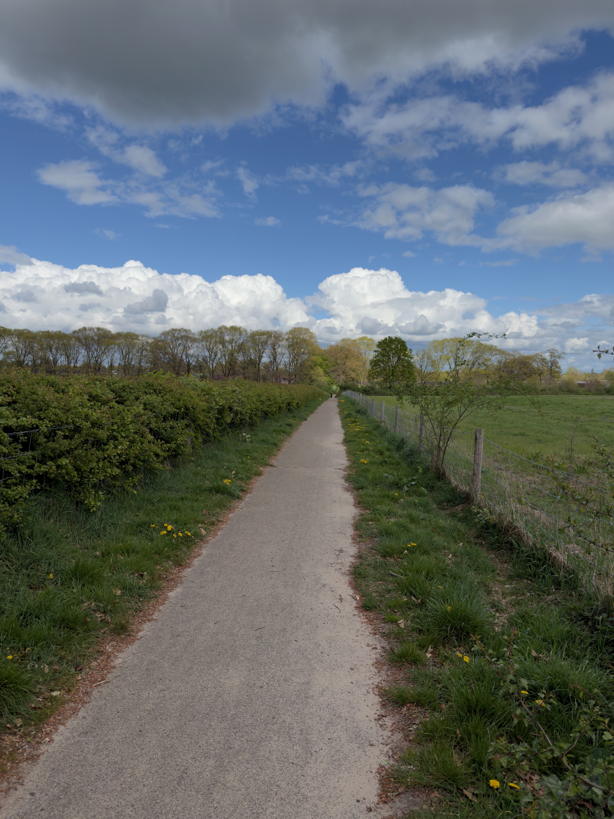 Paved path along a hedge and pasture under big cumulus clouds approaching Dieren