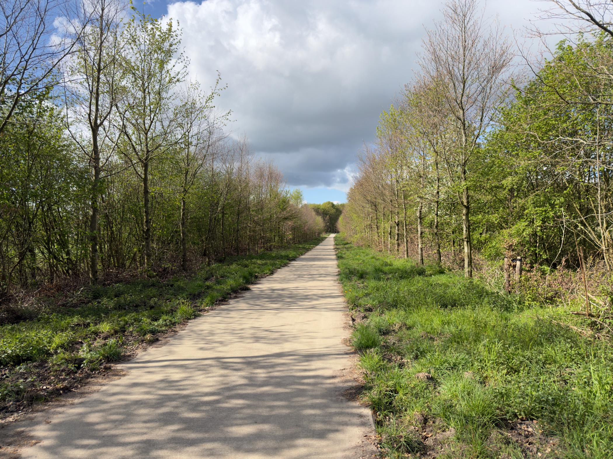 Paved path between young trees with a stormy cloud building up behind