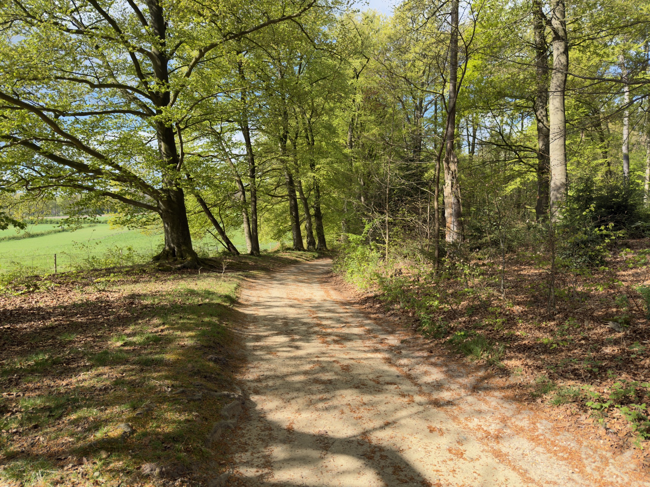 Sandy forest path passing two large old beech trees beside a sunlit pasture