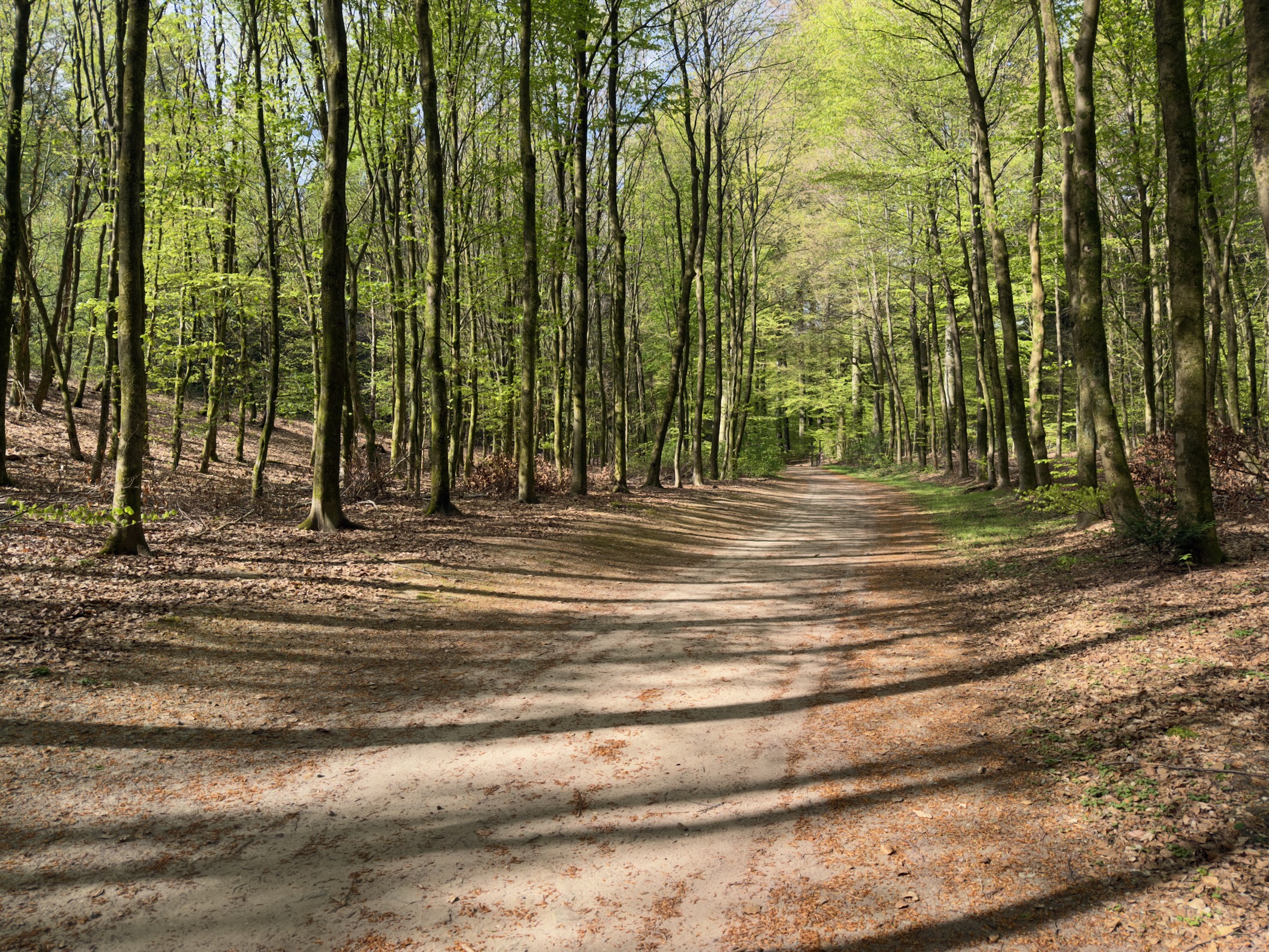 Sandy track through a mature beech forest with spring-green canopy and long shadows